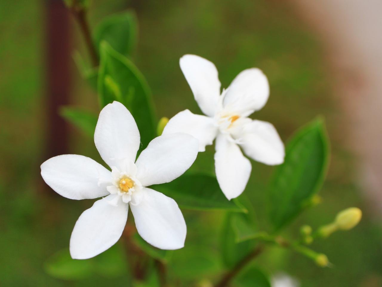 Jasmine Flower