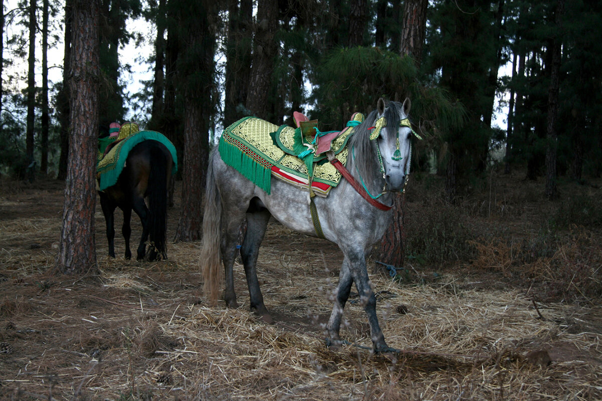 photo-morocco-fantasia-02-copyright-delphine-warin-photography.jpg