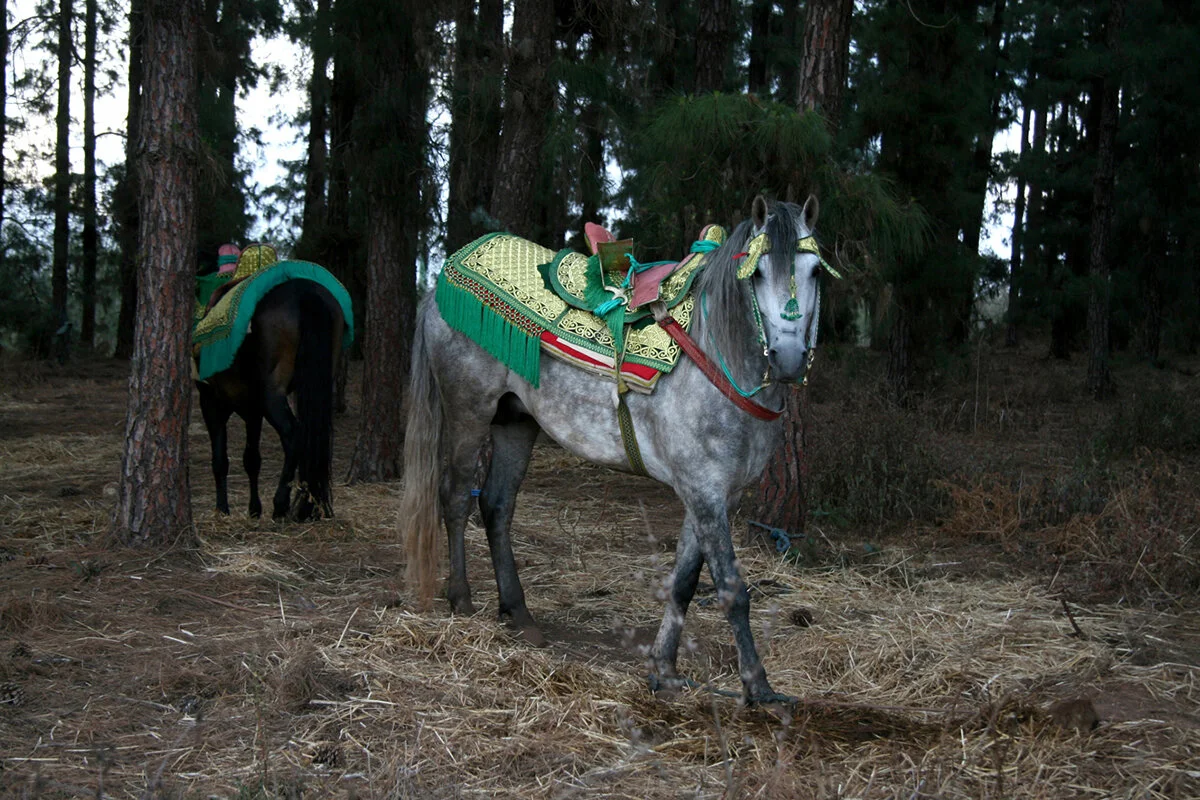 photo-morocco-fantasia-02-copyright-delphine-warin-photography.jpg