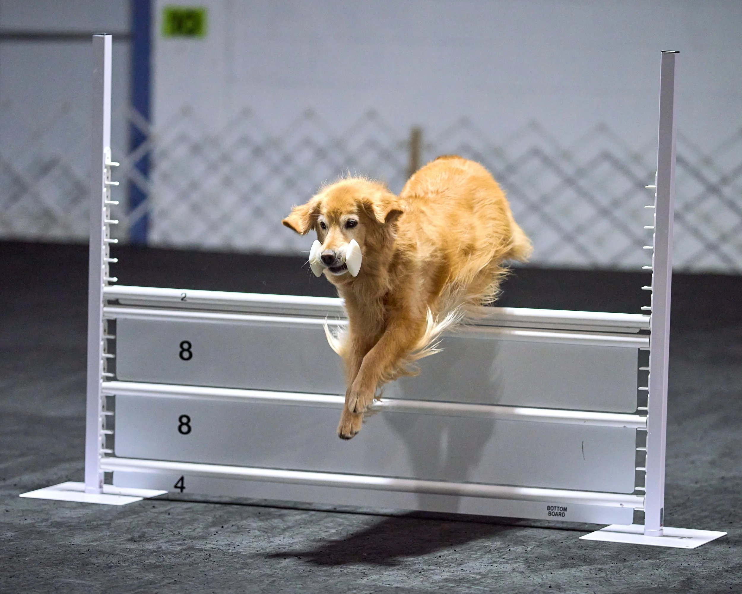PRE-ORDER PHOTO PRICING - Maine Golden Retriever Club - Obedience Trials - 5/31/2026