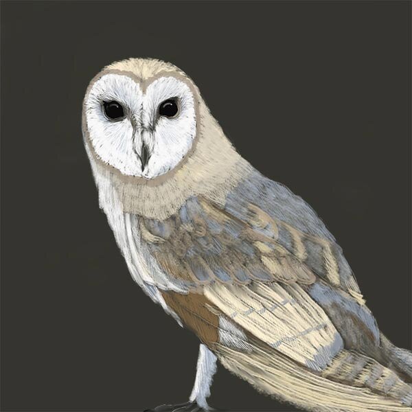 Barn_owl_.jpg
