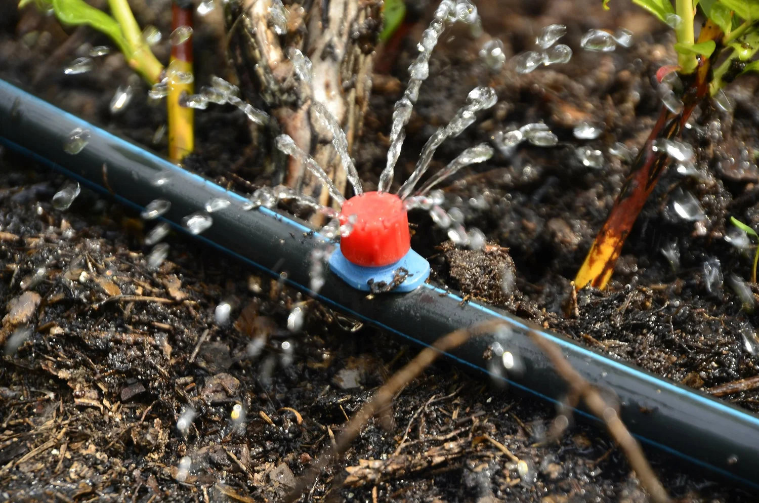 Garden hose watering a flowerbed