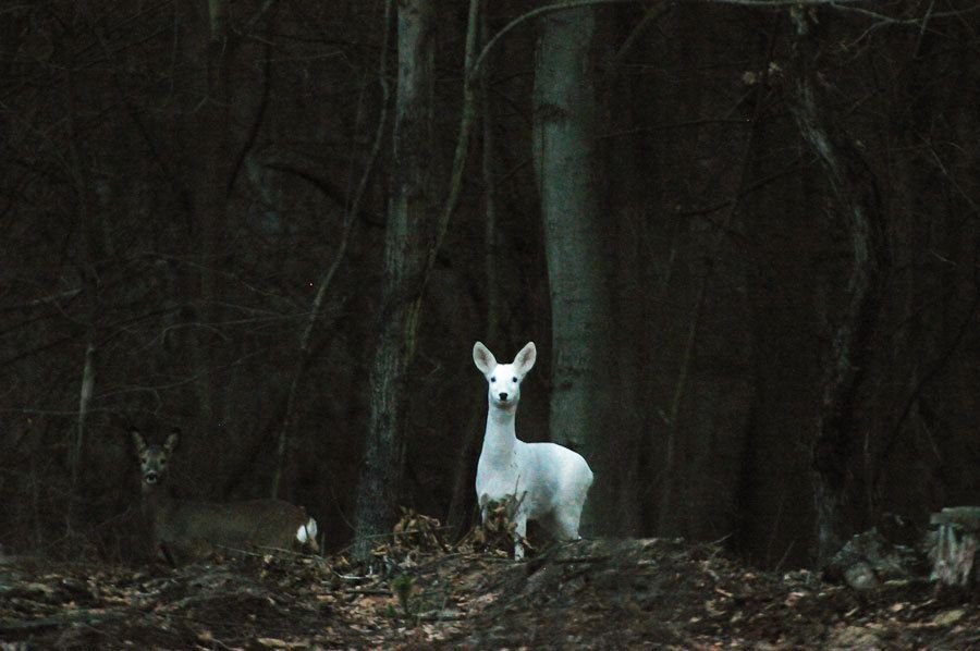 white deer into camera.jpg