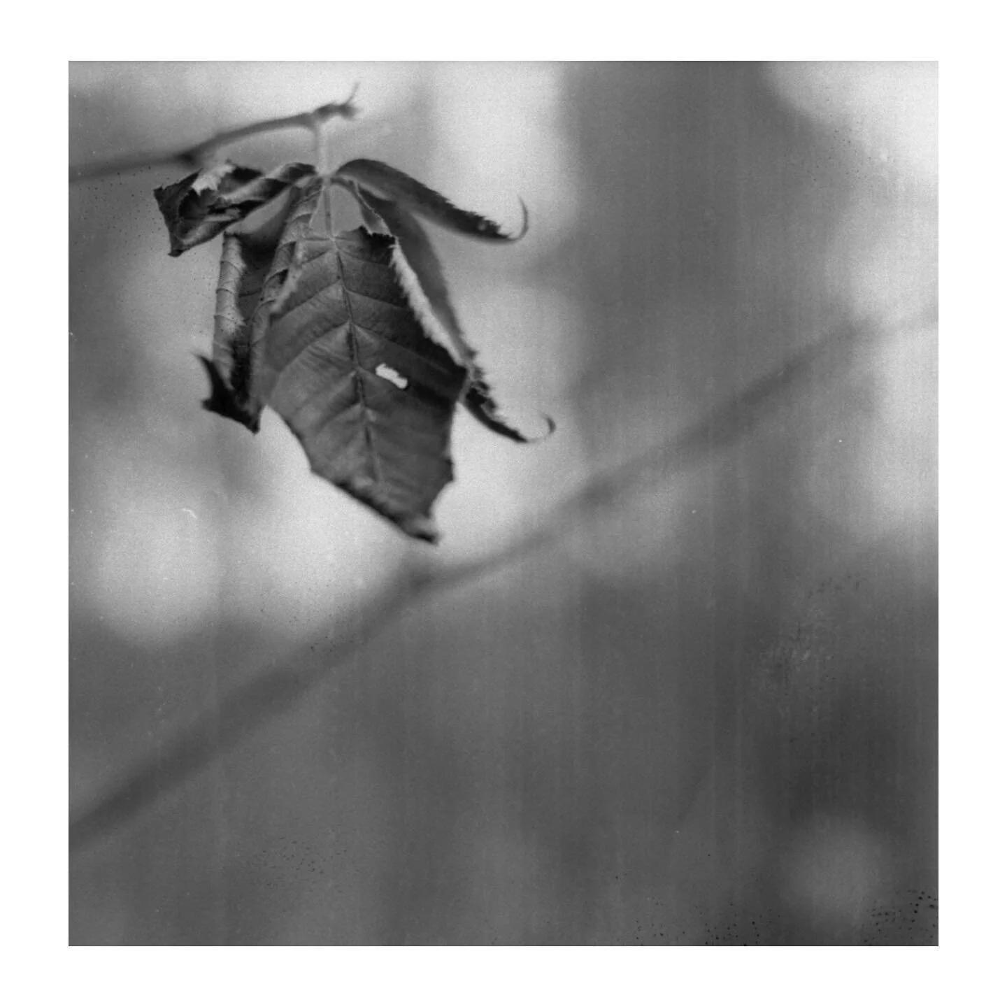 #mediumformat #mediumformatfilm #mediumformatphotography #mamiyac220 #kodakprofessional #kodakfilm #shotonkodak #trix400 #120film #restorefrombackup #rolledgoldfilm #bestoftheroll #filmcomet #photofilmy #depthoffield #allformatcollective #back2thebas