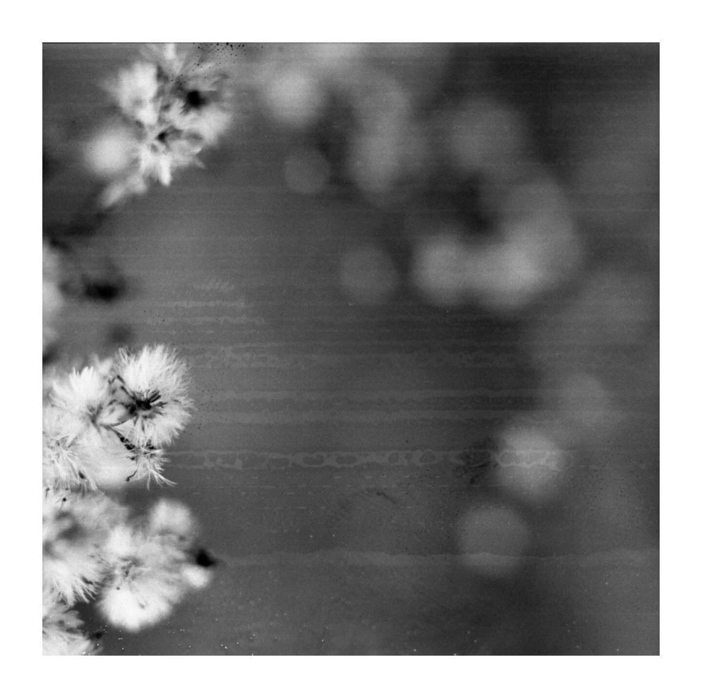 I&rsquo;ve come to terms with imperfections 

#mediumformat #mamiyac220 #kodaktrix400 #120film #depthoffield #softfocus #selfdevelopedfilm #shotonkodak #kodakprofessional #restorefrombackup #drivebyfilm #rolledgoldfilm #burbsonfilm #photofilmy #filmc