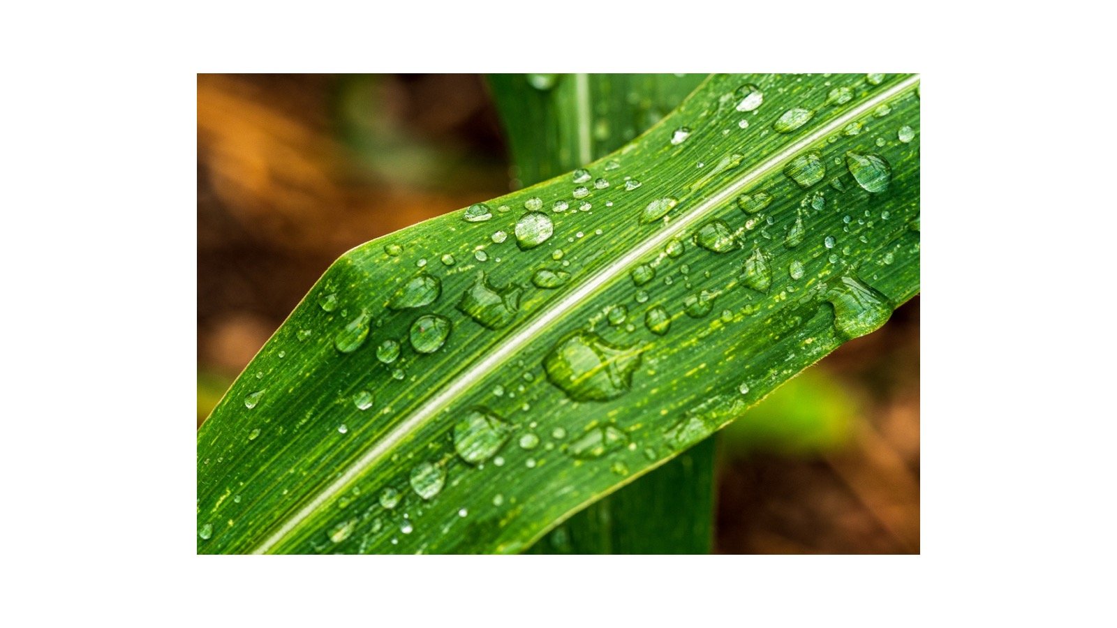 Cuánta agua necesita el maíz de temporal para una buena cosecha?