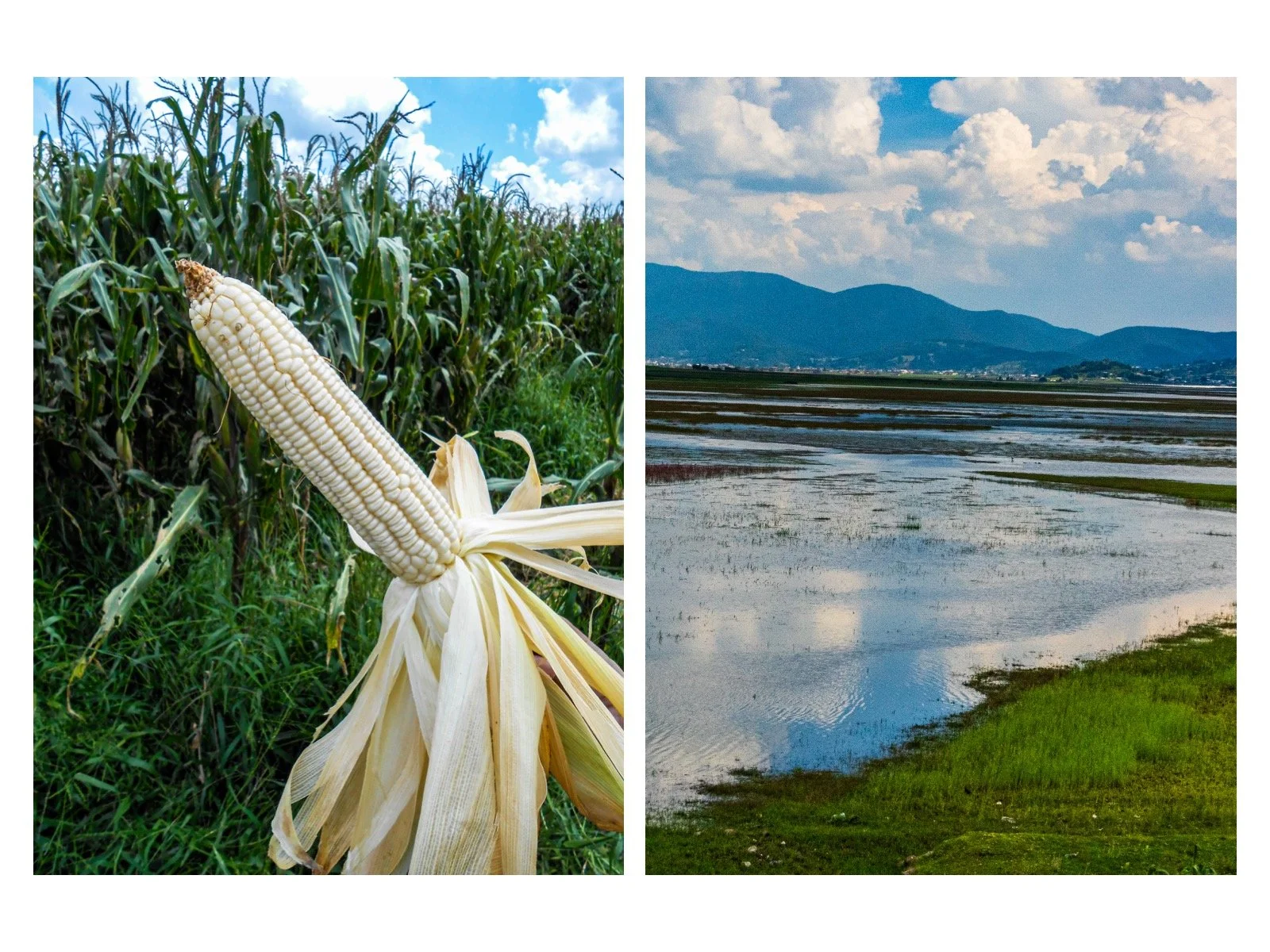Agua y Maíz, alcanzarán? VISION CLIMATICA