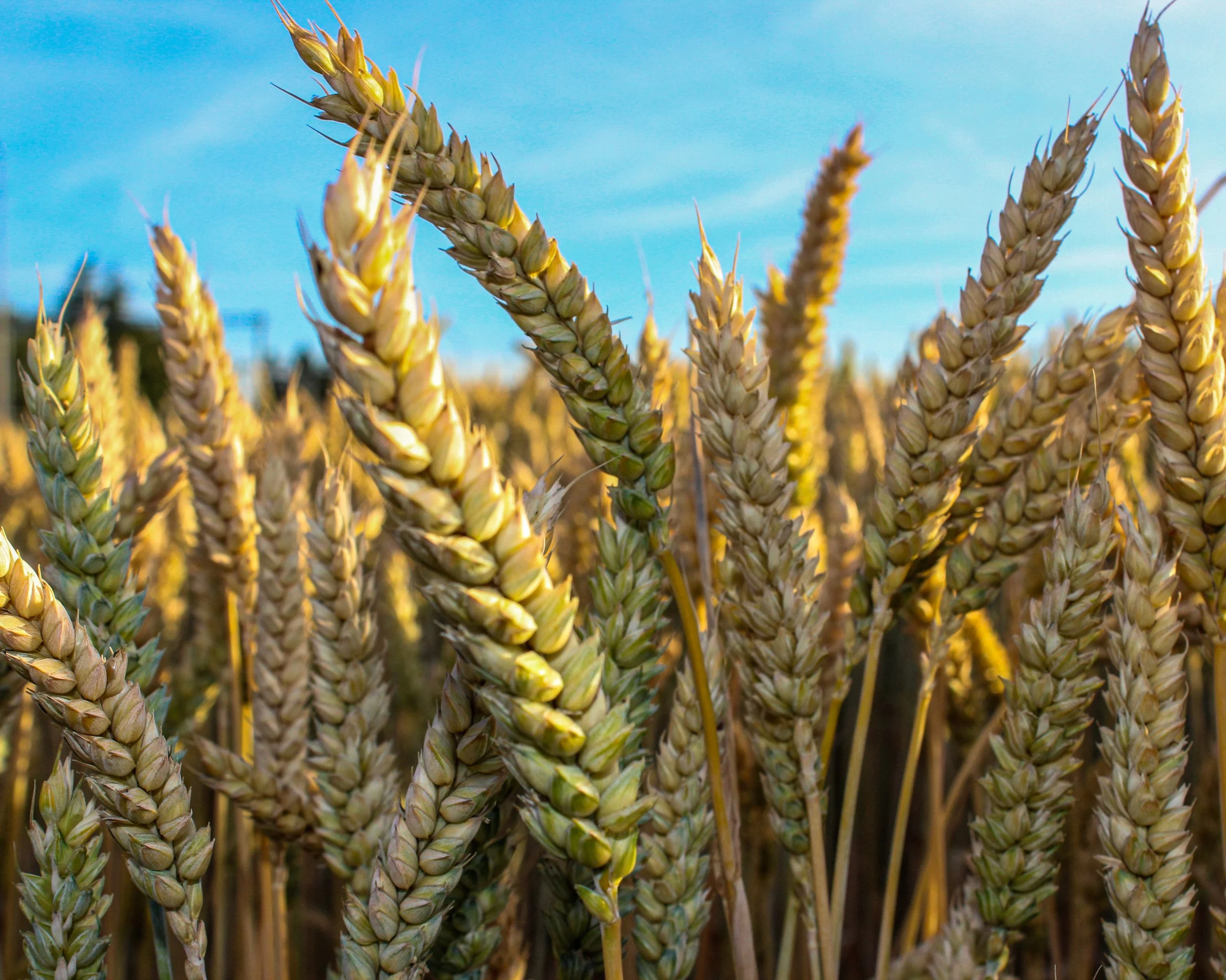 Información climática personalizada para una agricultura sostenible