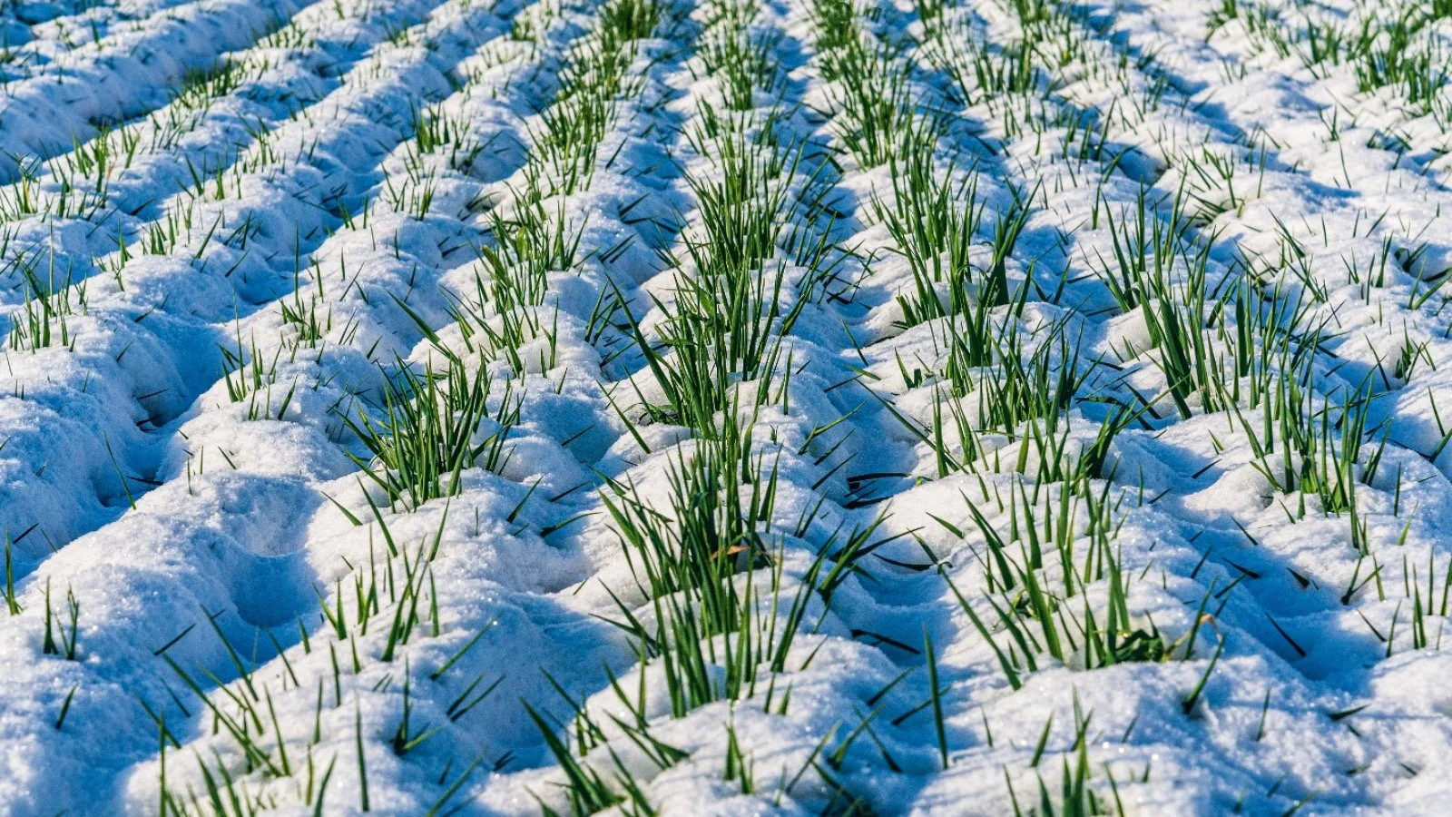 Impacto de la temperatura mínima en la agricultura