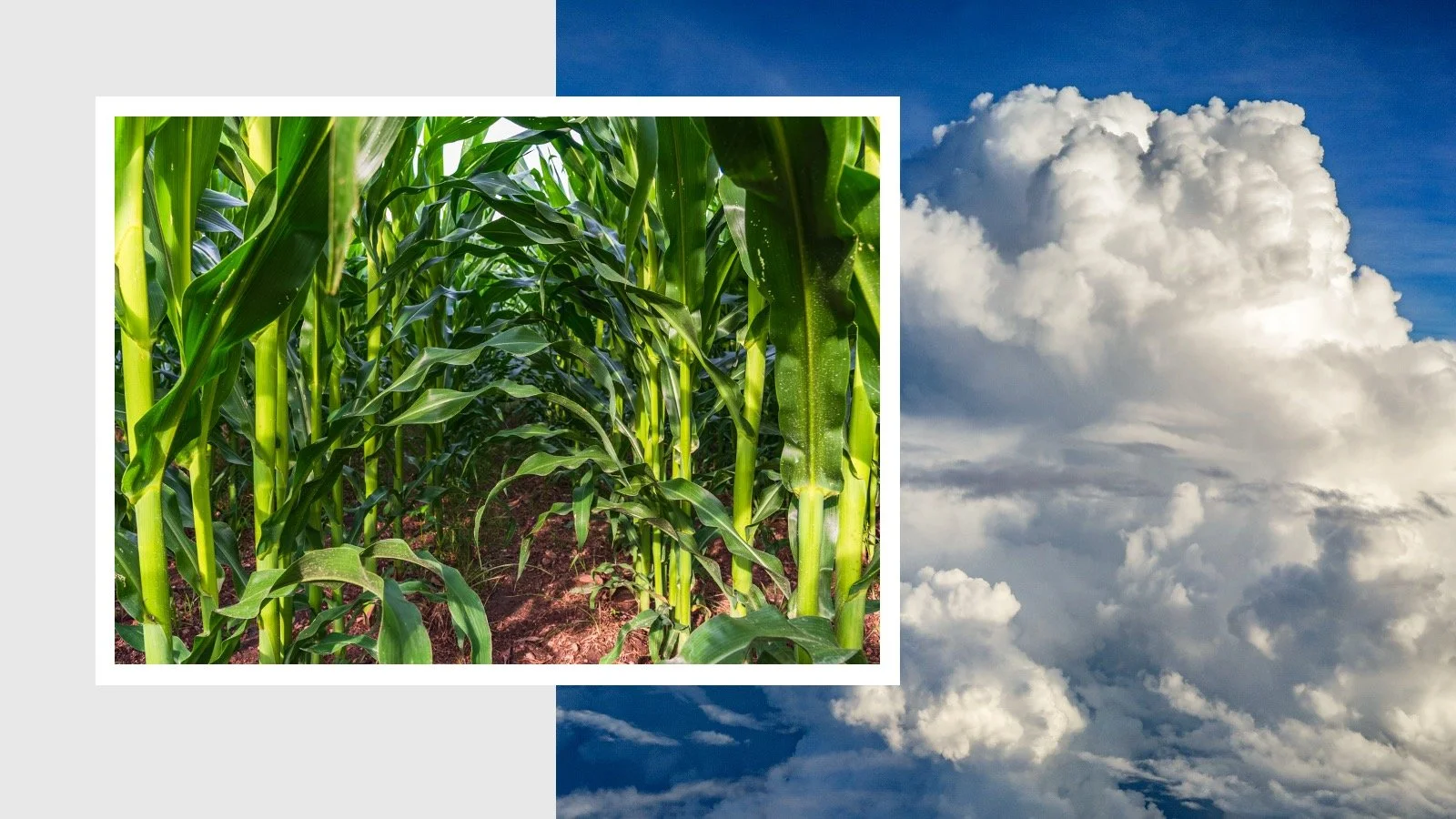 Condiciones climáticas en 2025 y su impacto en la agricultura