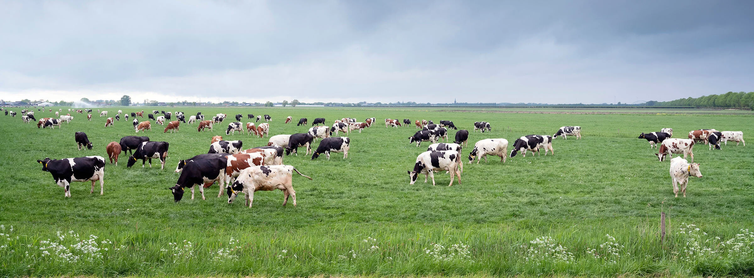 Speciality Low Moisture Lick Tubs — Rancher’s Choice