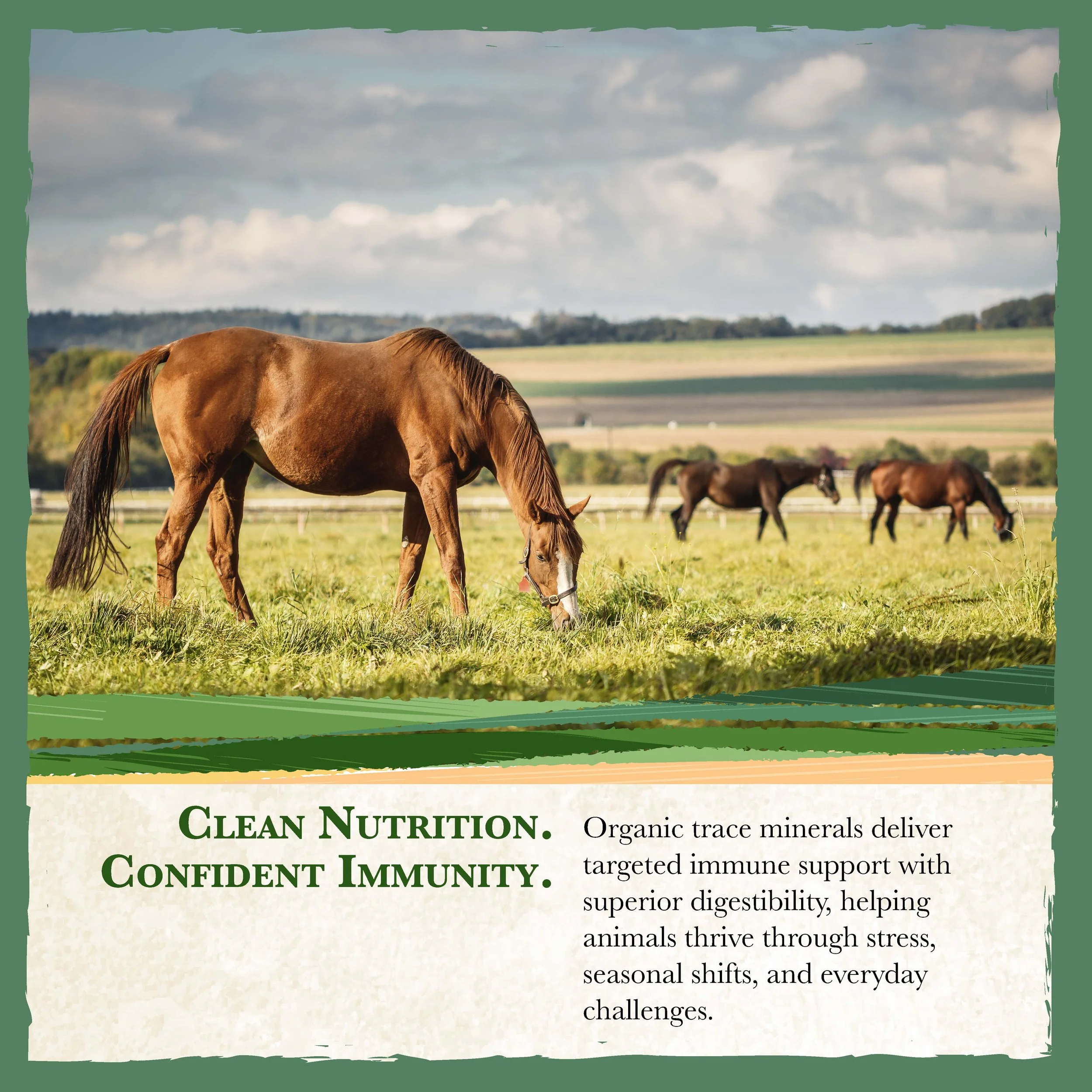 RC Range Horse Feed Bonus-06.jpg