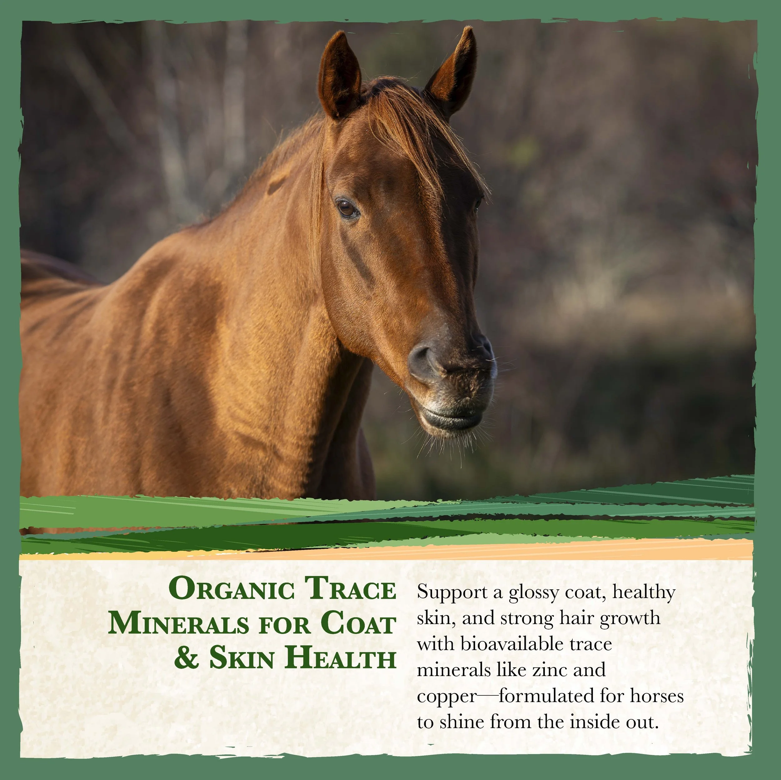 RC Black Horse Feed Bonus-06.jpg