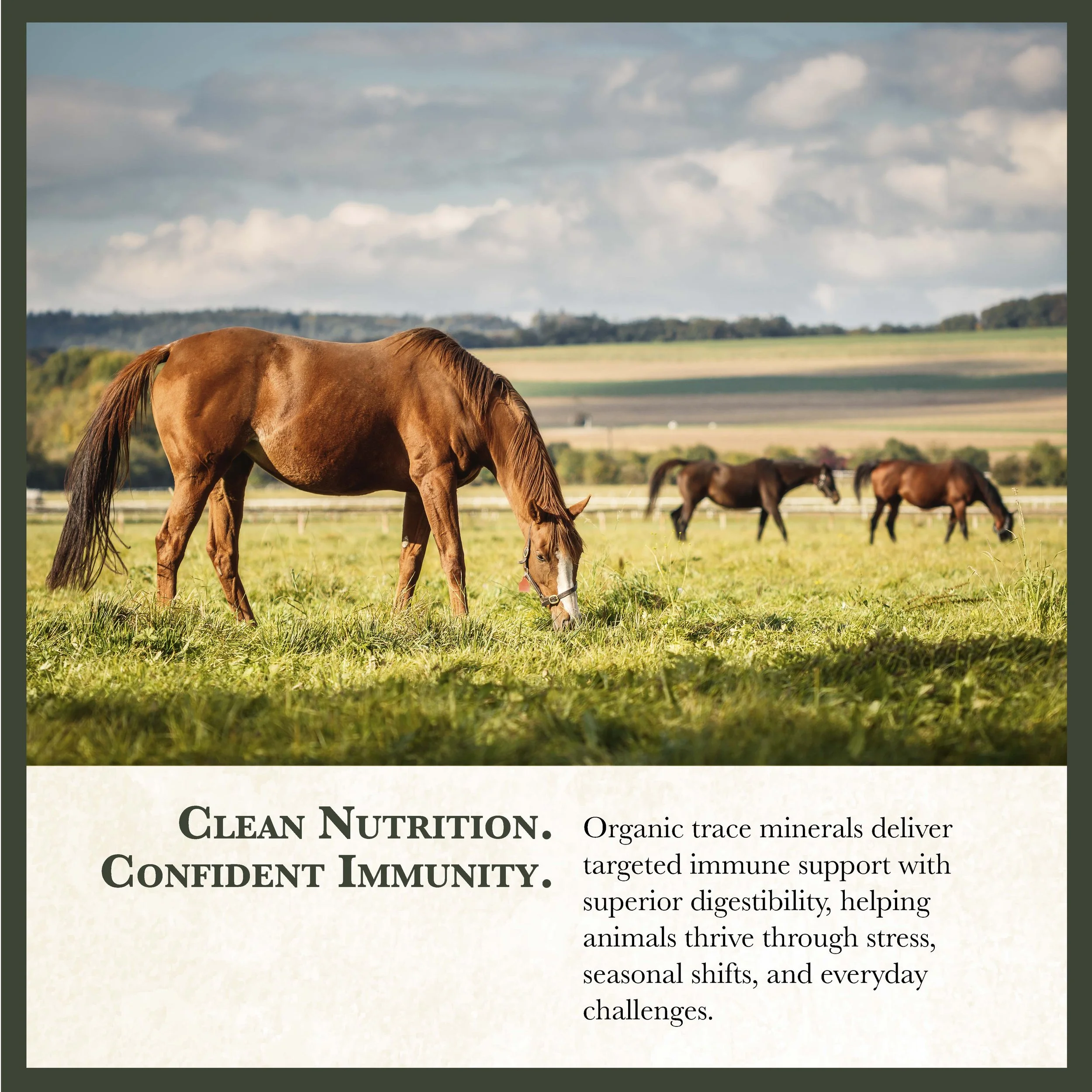 RC Range Horse Feed Bonus-06.jpg