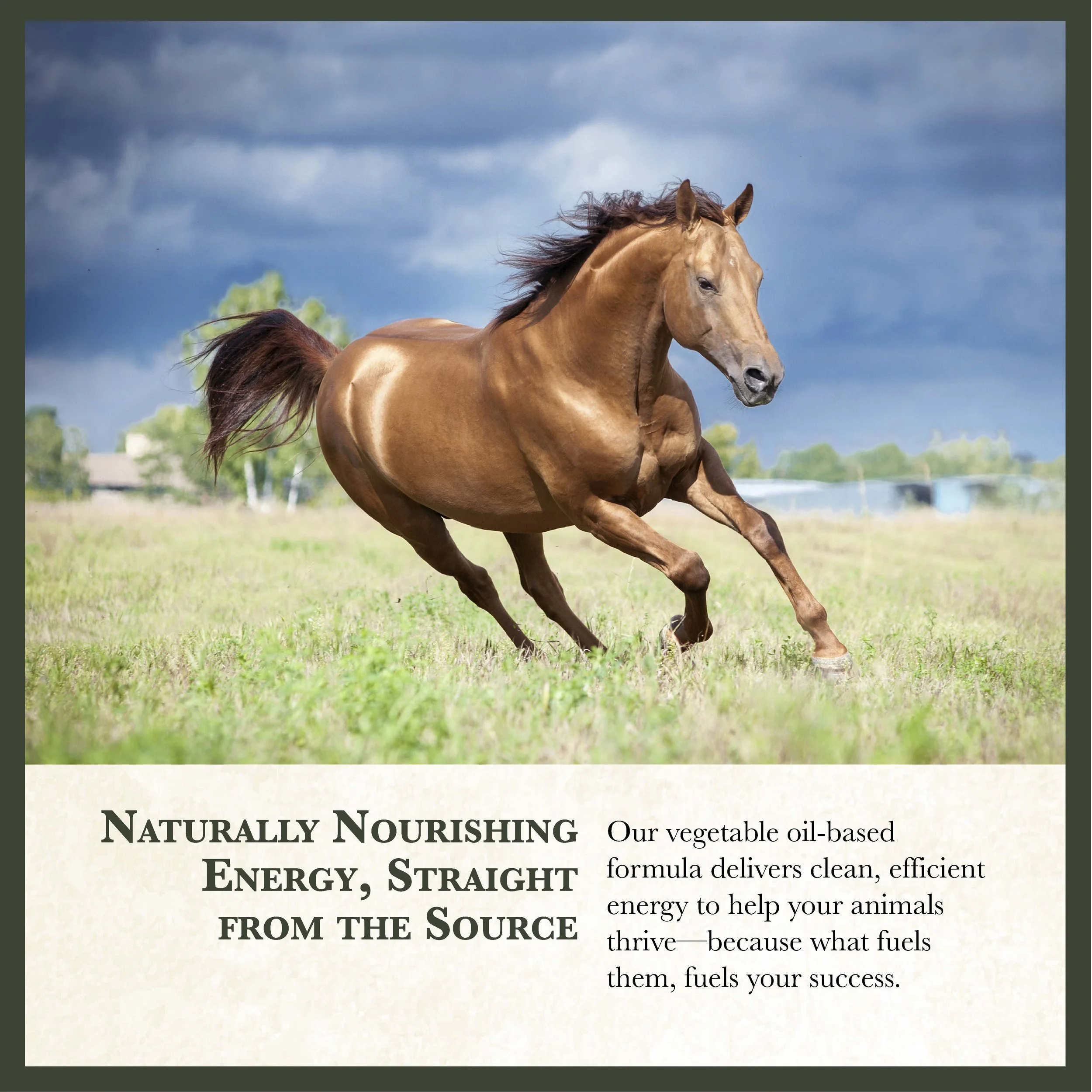 RC Black Horse Feed Bonus-03.jpg