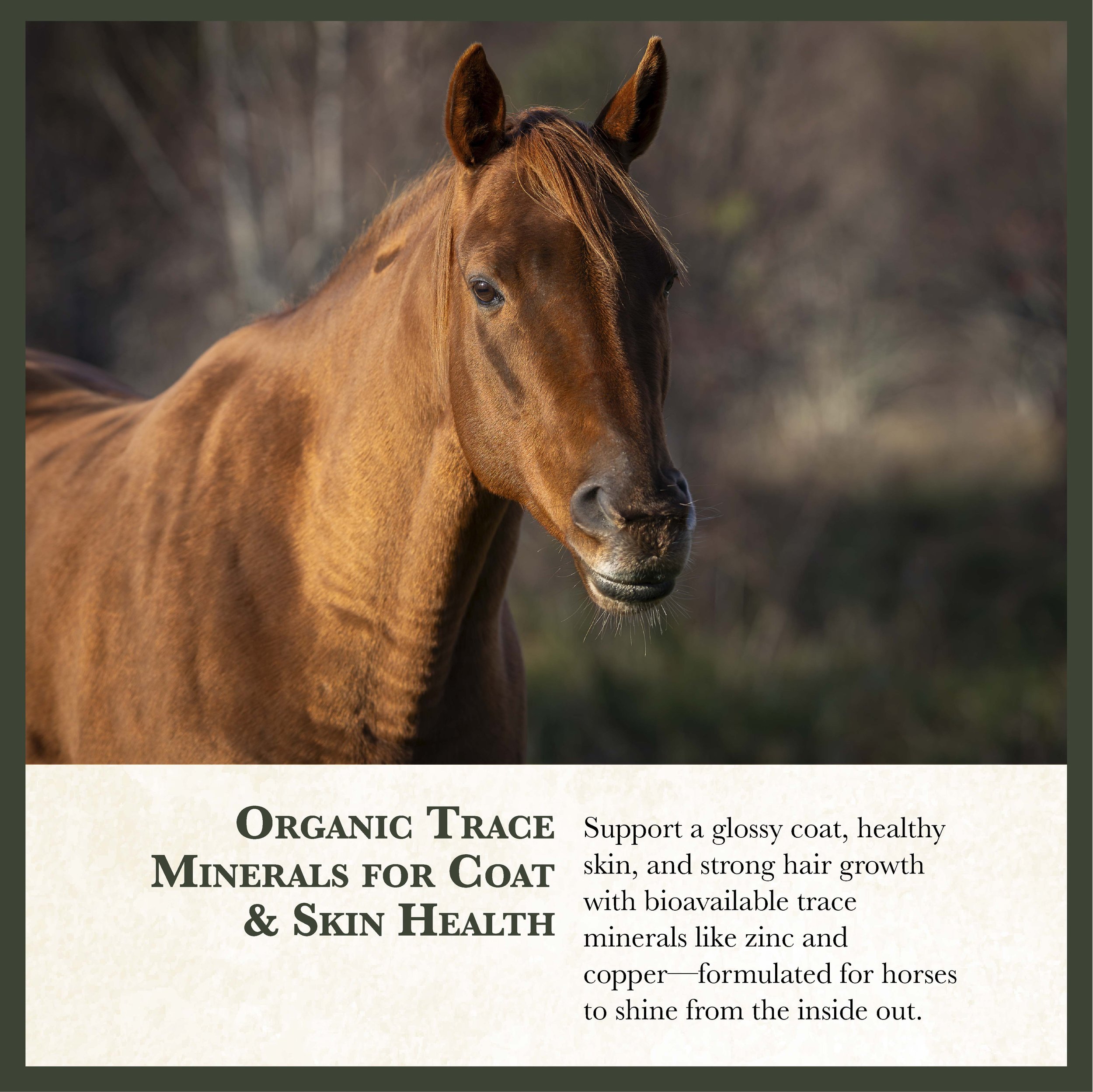 RC Black Horse Feed Bonus-06.jpg
