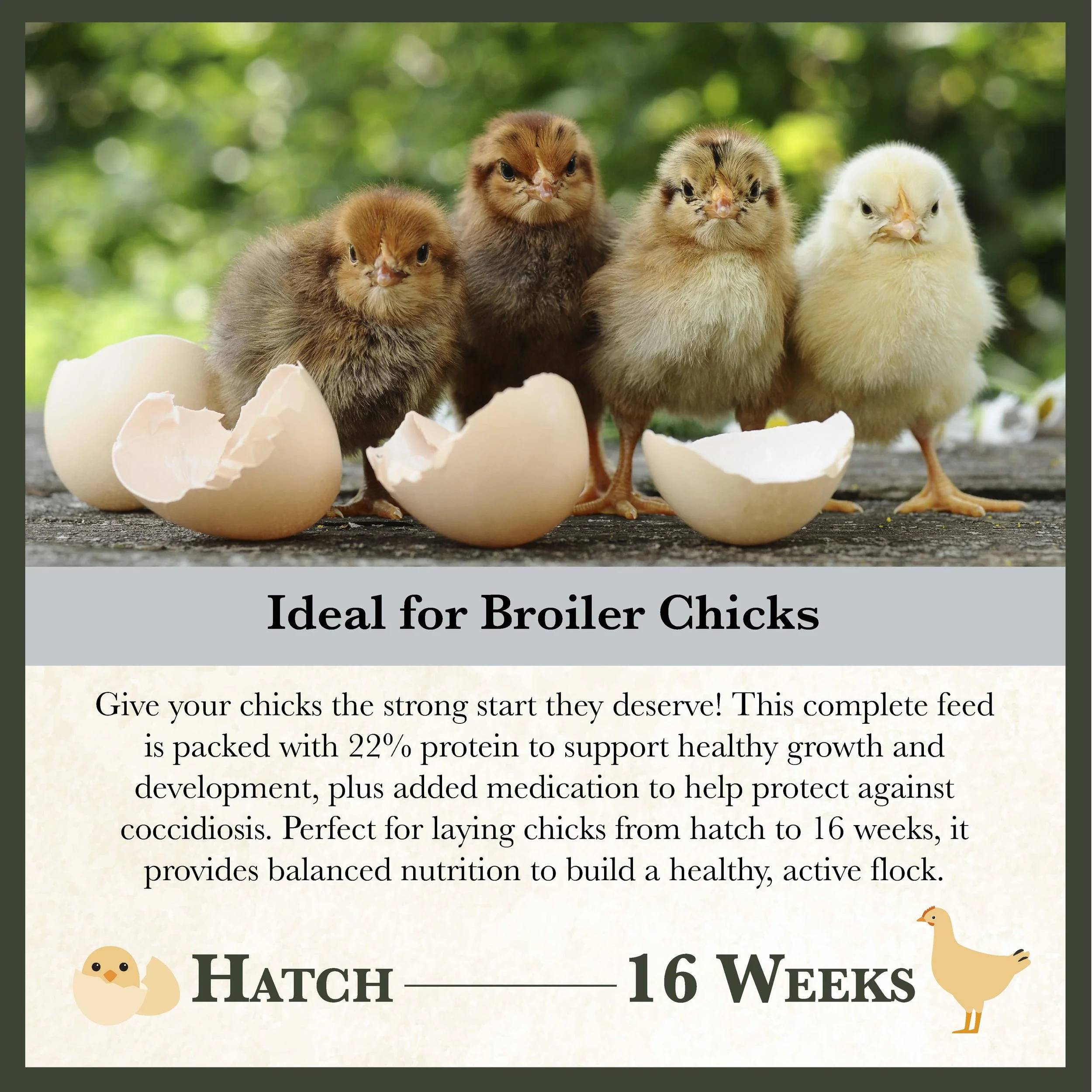 RC 22% Medicated Starter and Grower Feed Bonus copy-05.jpg