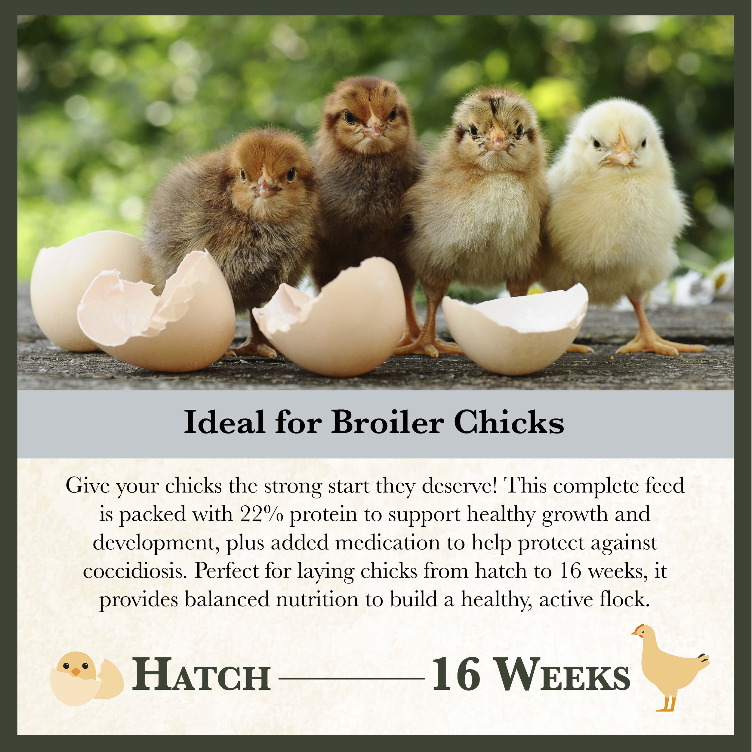 RC 22% Medicated Starter and Grower Feed Bonus copy-05.jpg