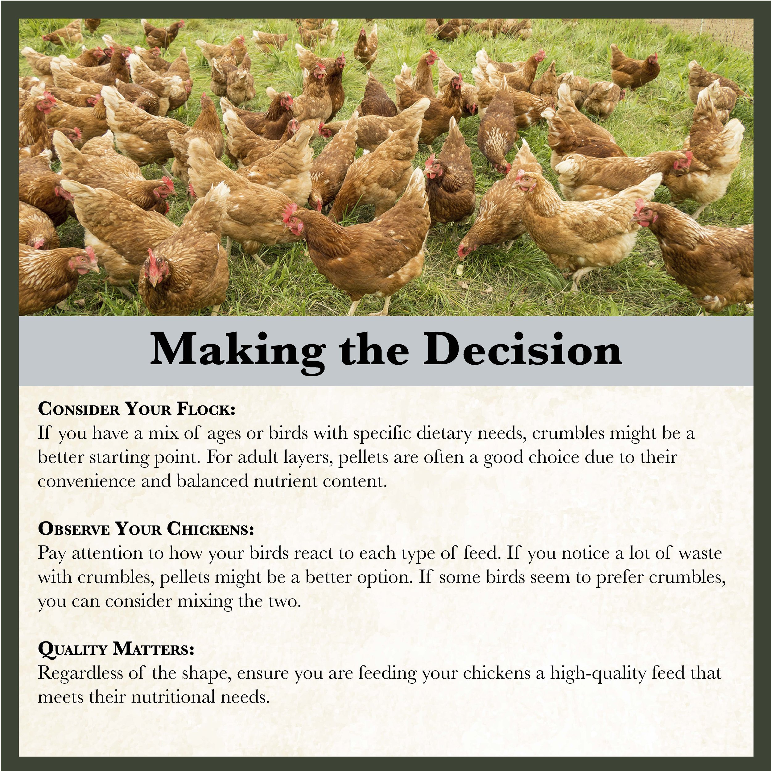 RC Flockwise 16% Poultry Feed Bonus-03.jpg