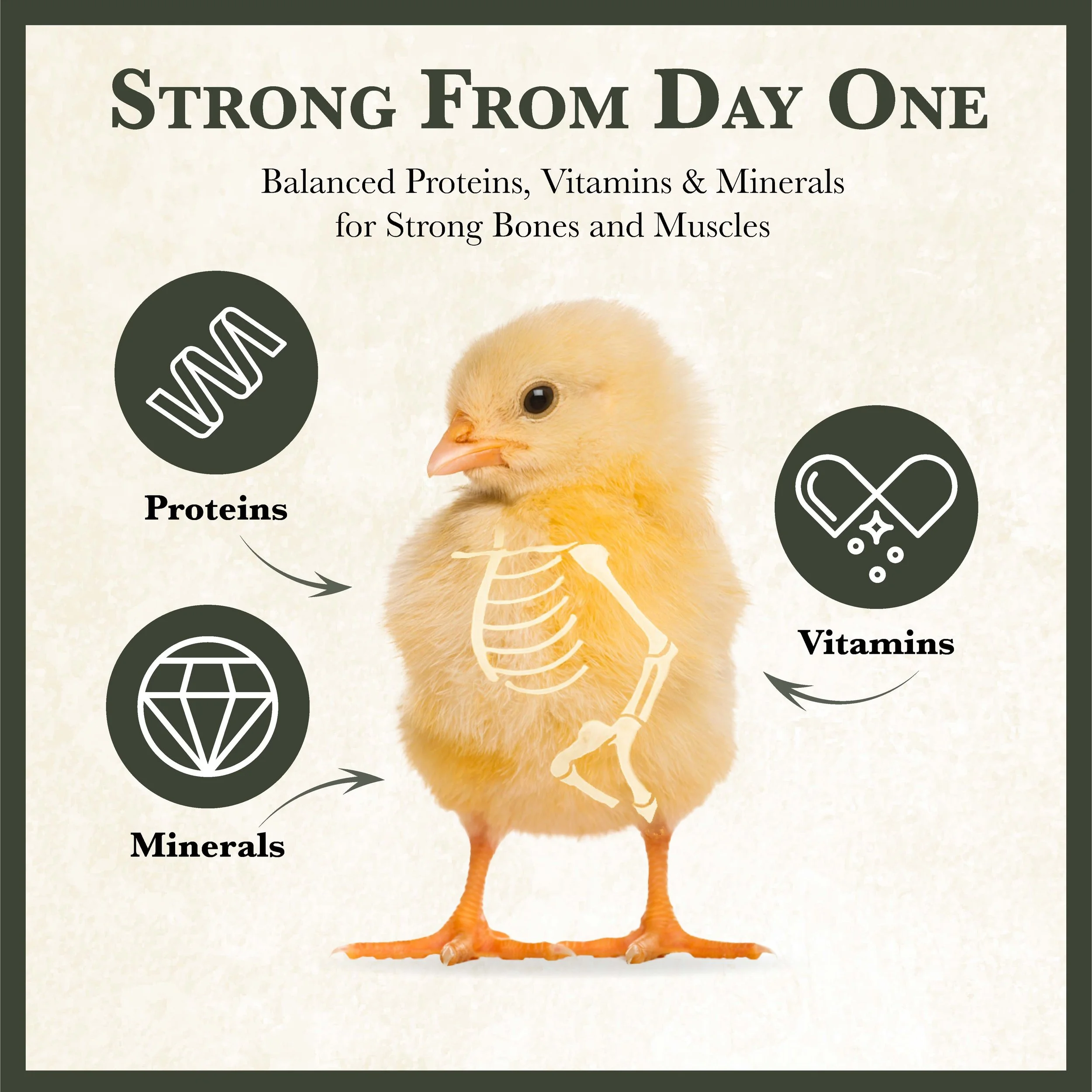 RC Starter and Grower Chick Feed Bonus-04.jpg