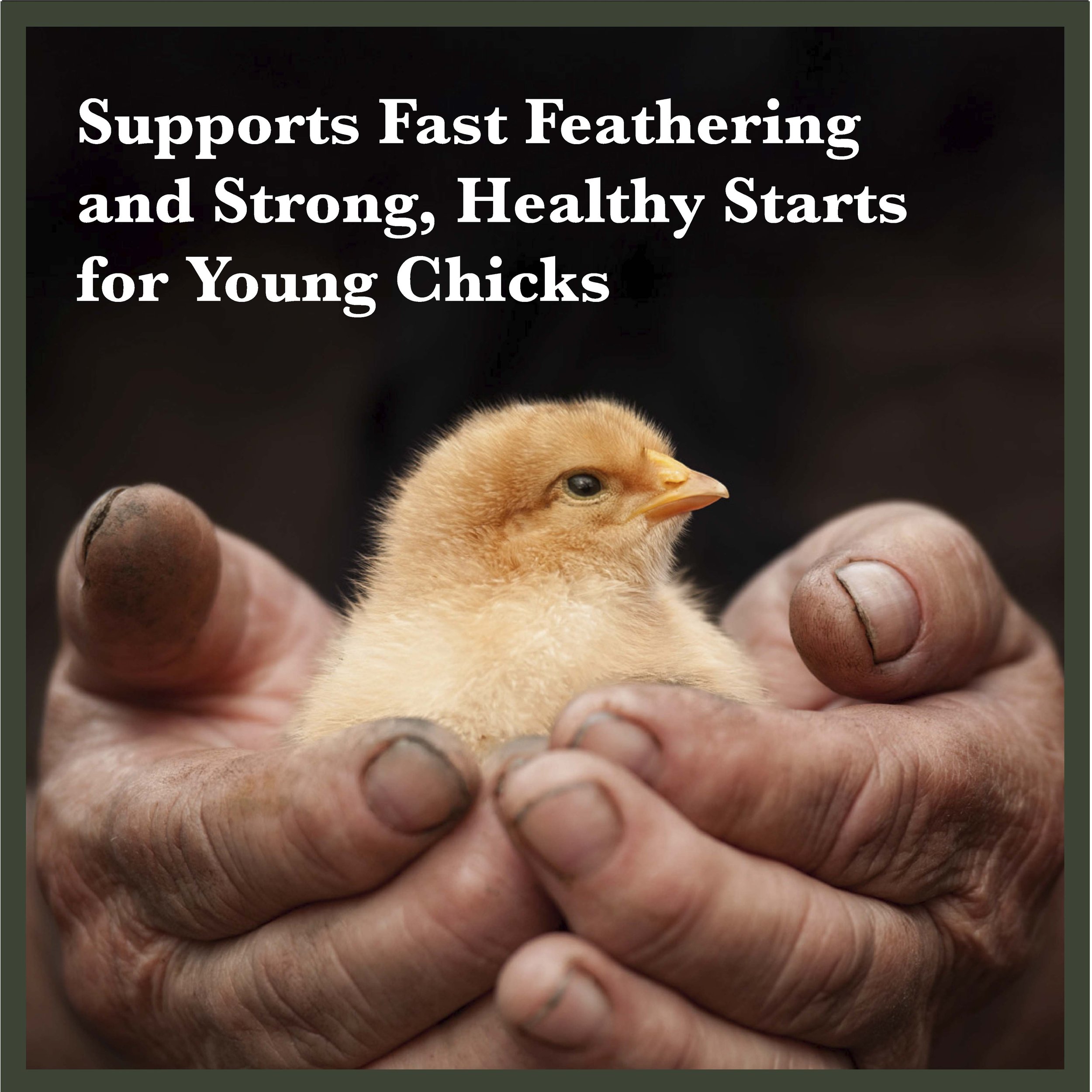 RC Starter and Grower Chick Feed Bonus-05.jpg