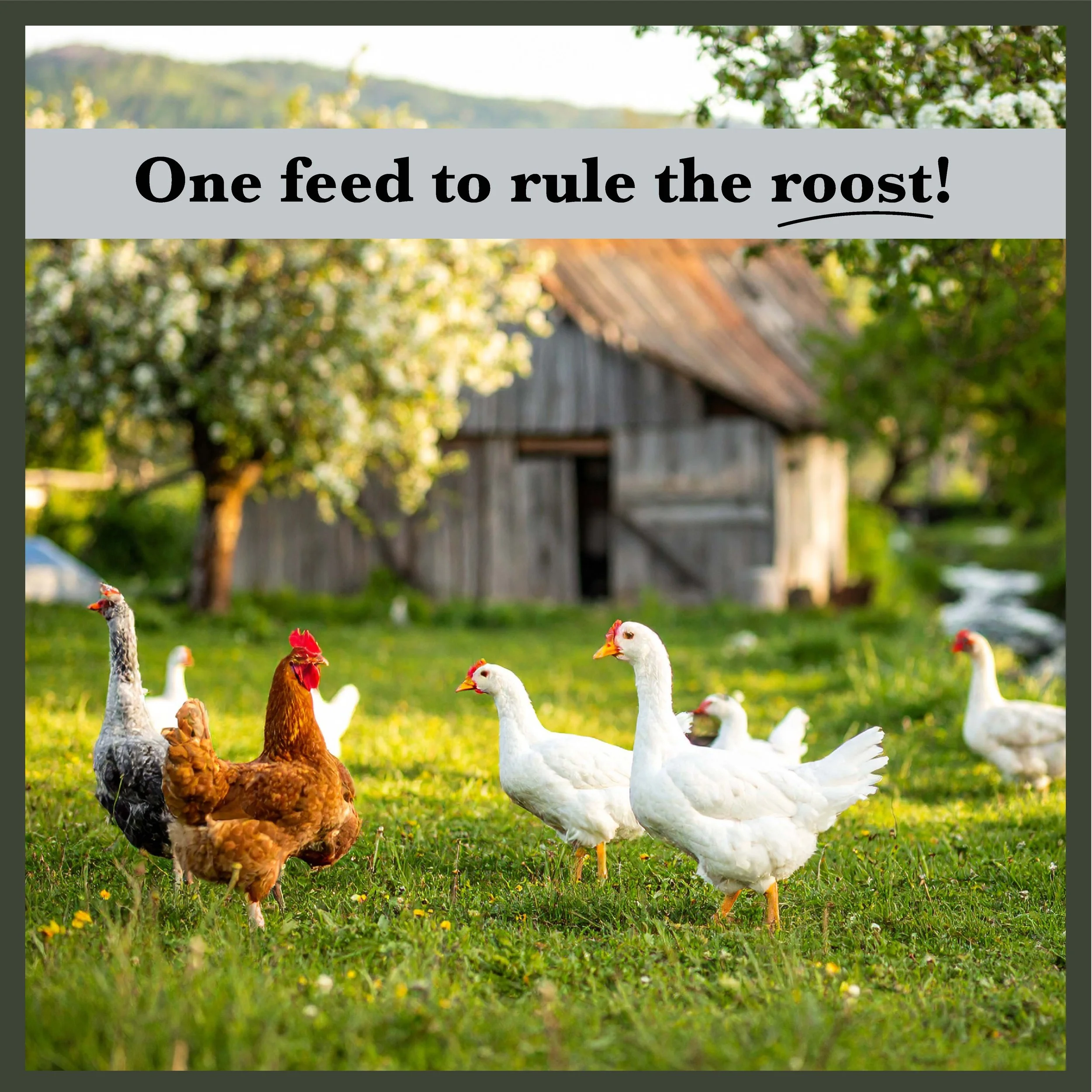 RC All Purpose Poultry Feed Bonus-04.jpg