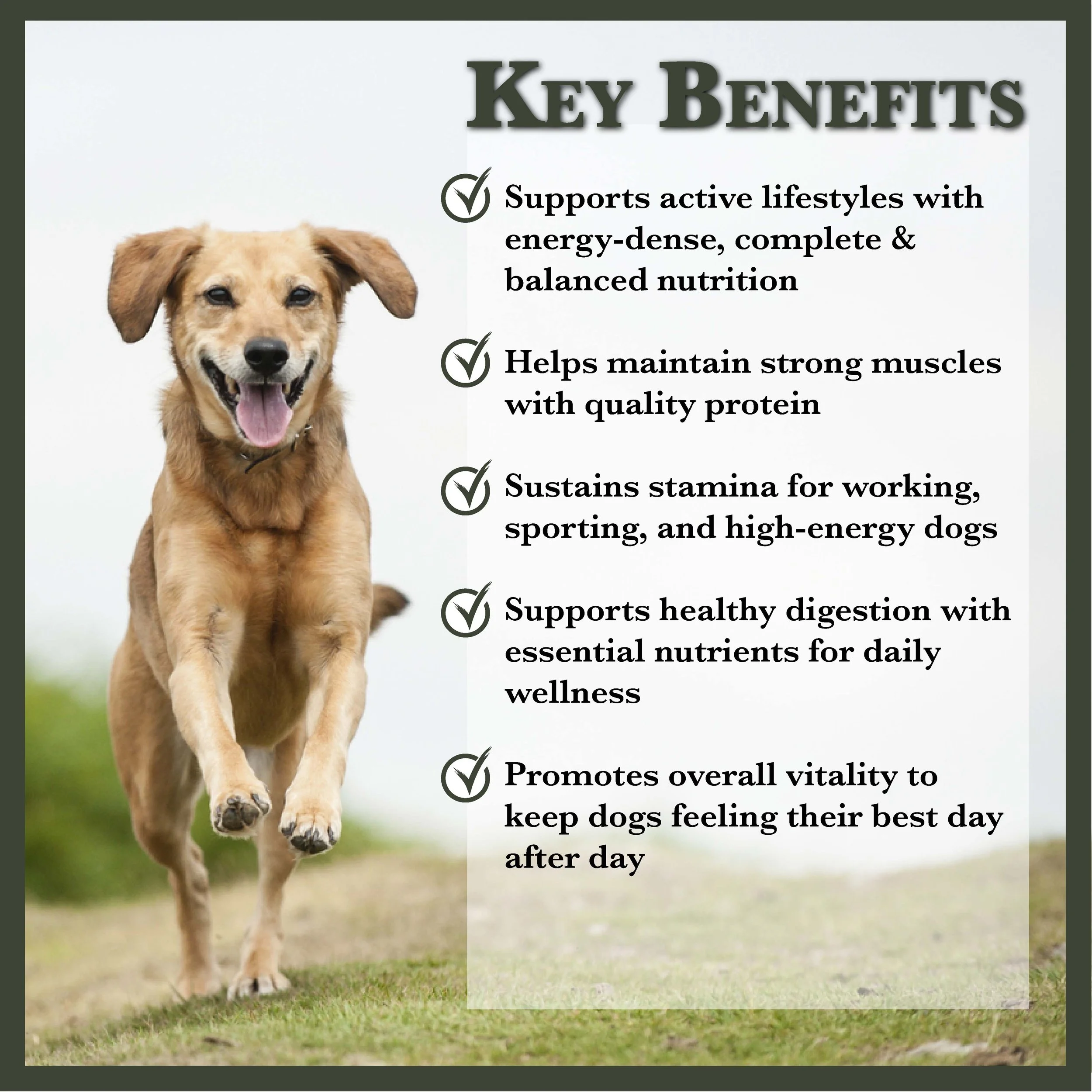 RC Active Dog Food-01.jpg