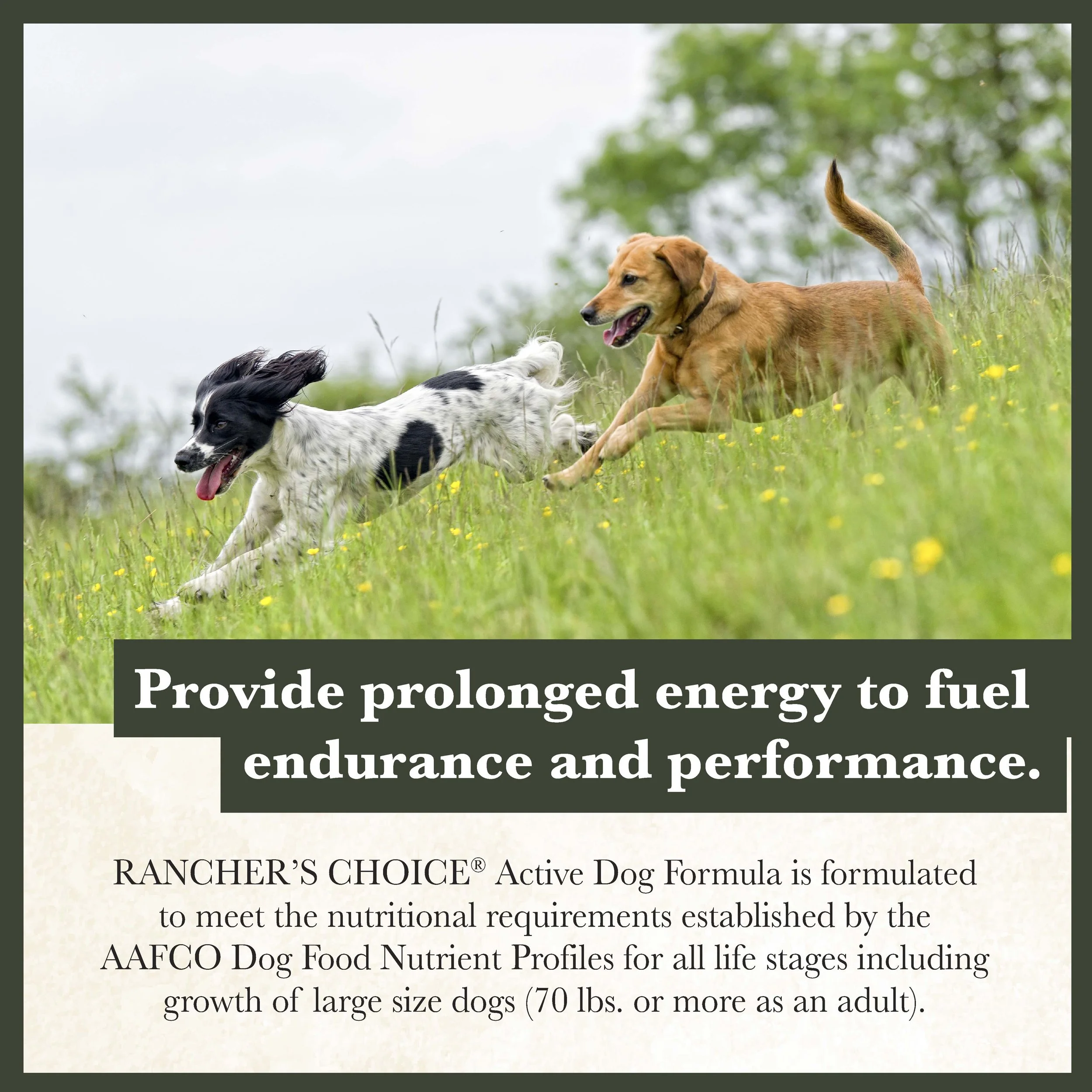 RC Active Dog Food-03.jpg
