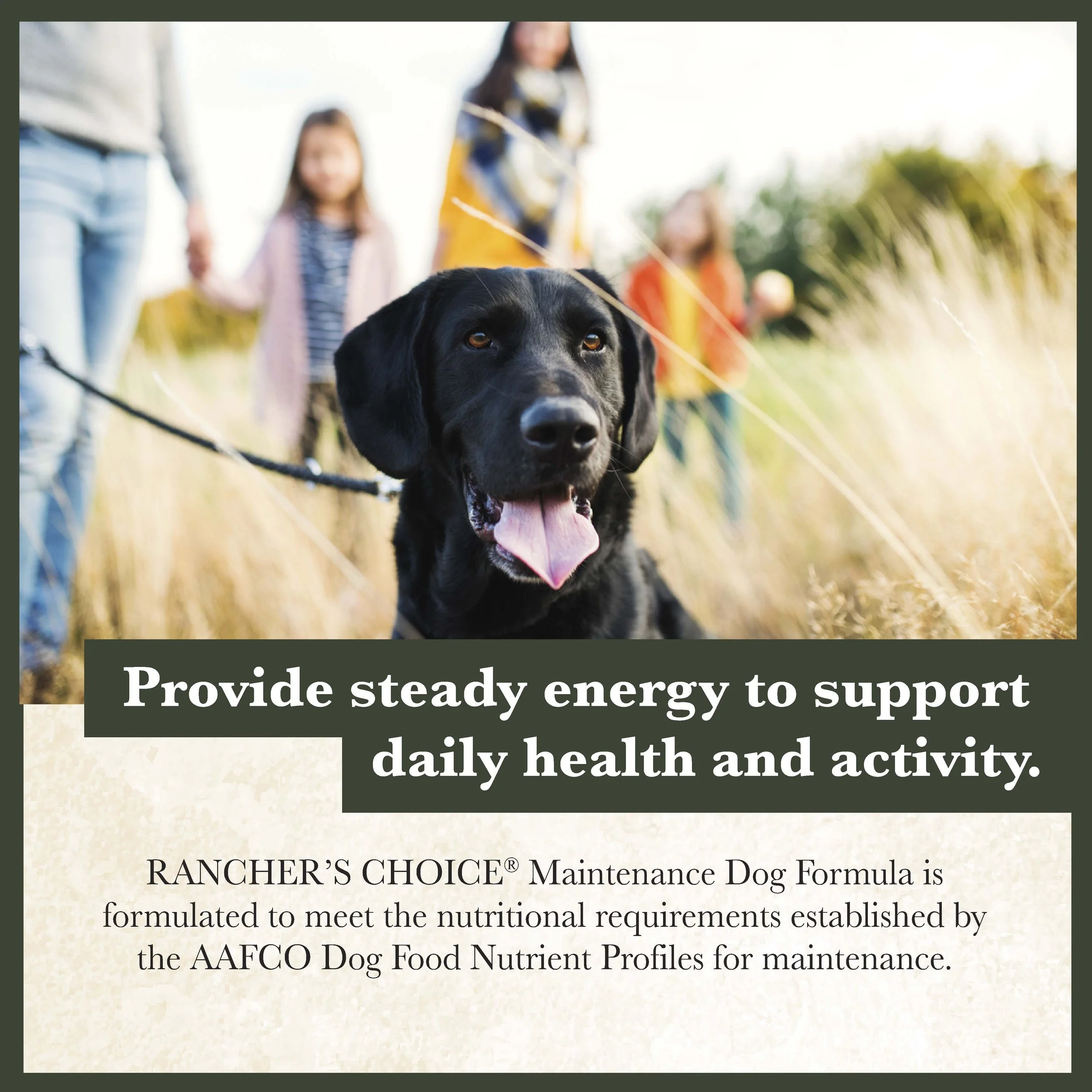 RC Maintenance Dog Food-03.jpg