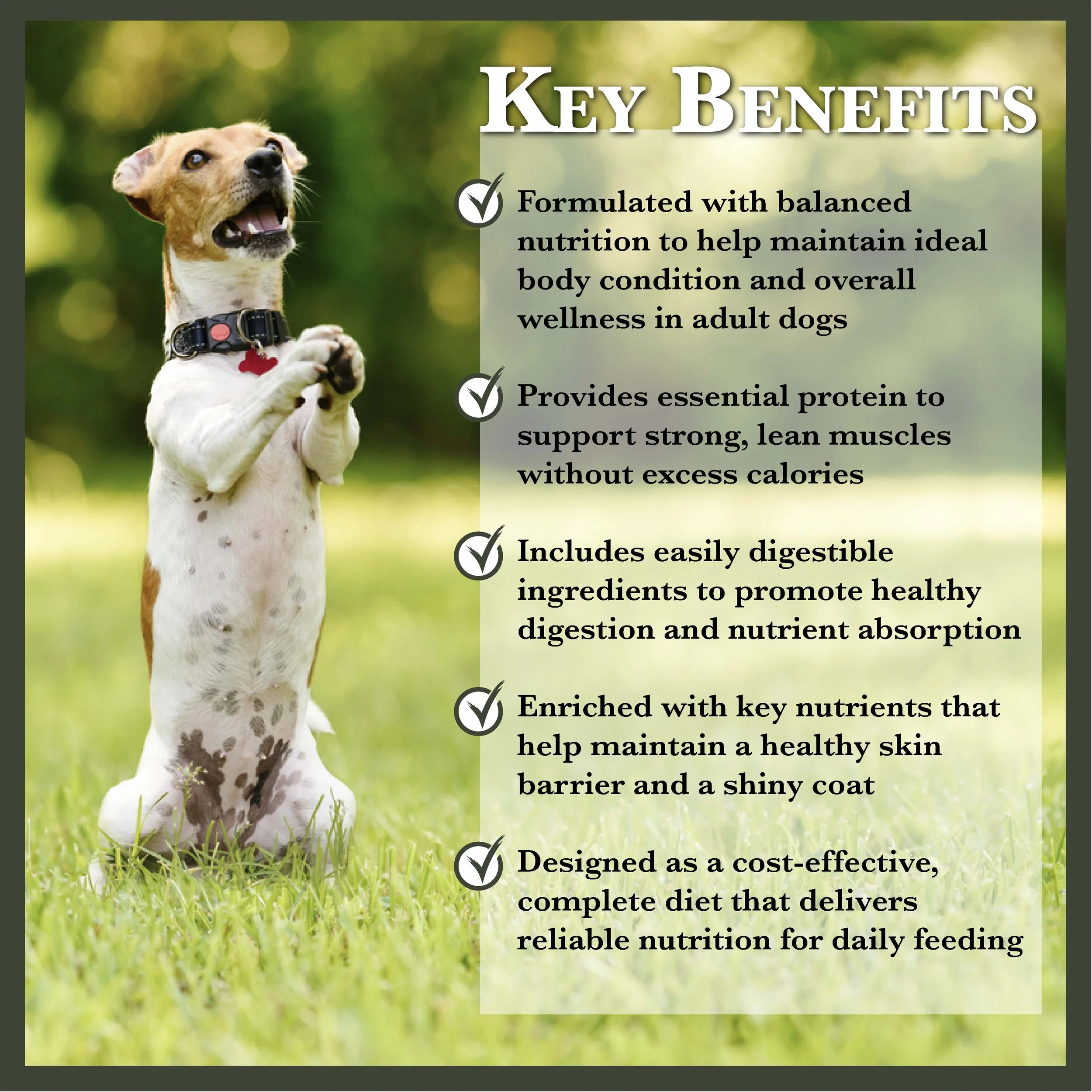 RC Grill Time Dog Food-01.jpg