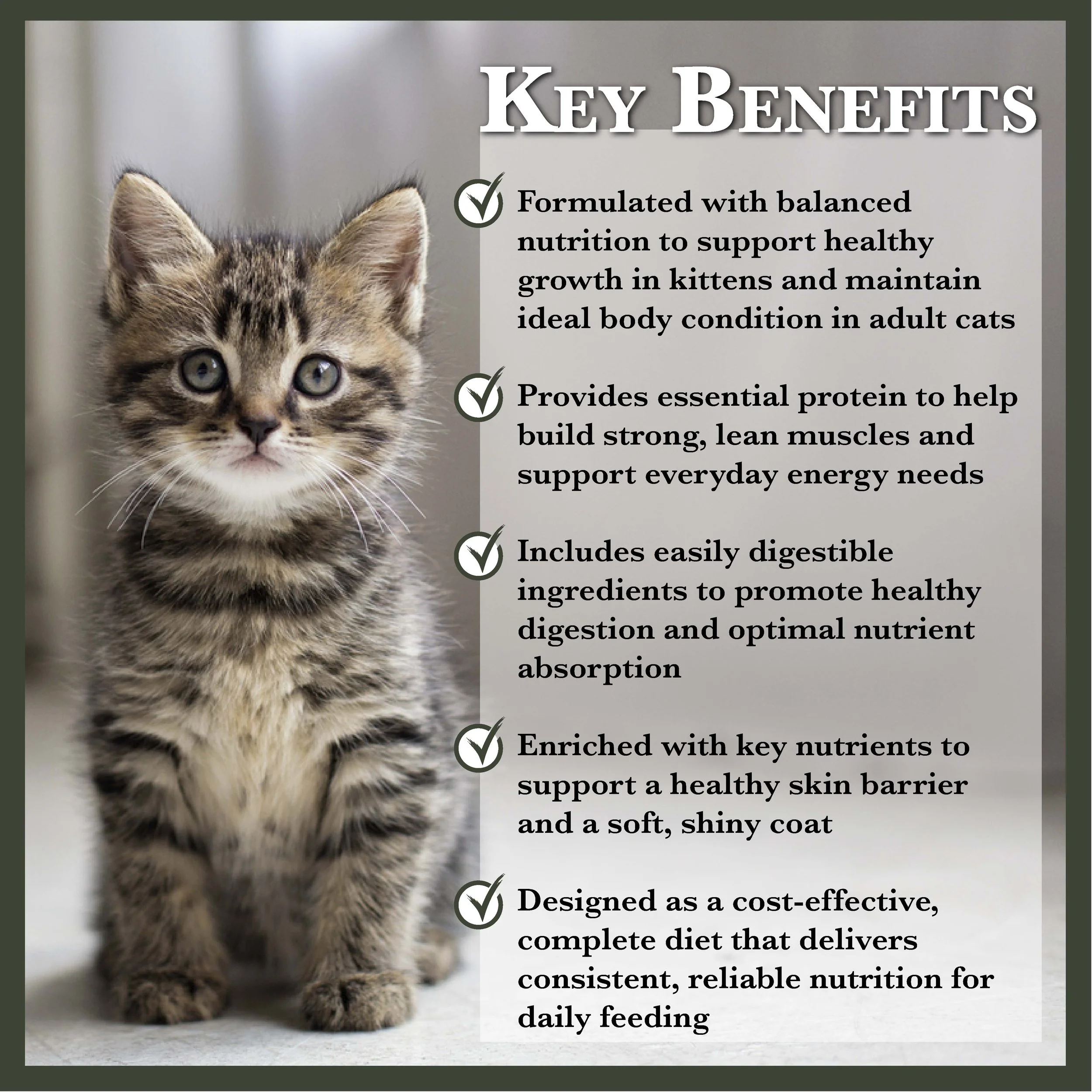 RC Cat and Kitten Food-01.jpg