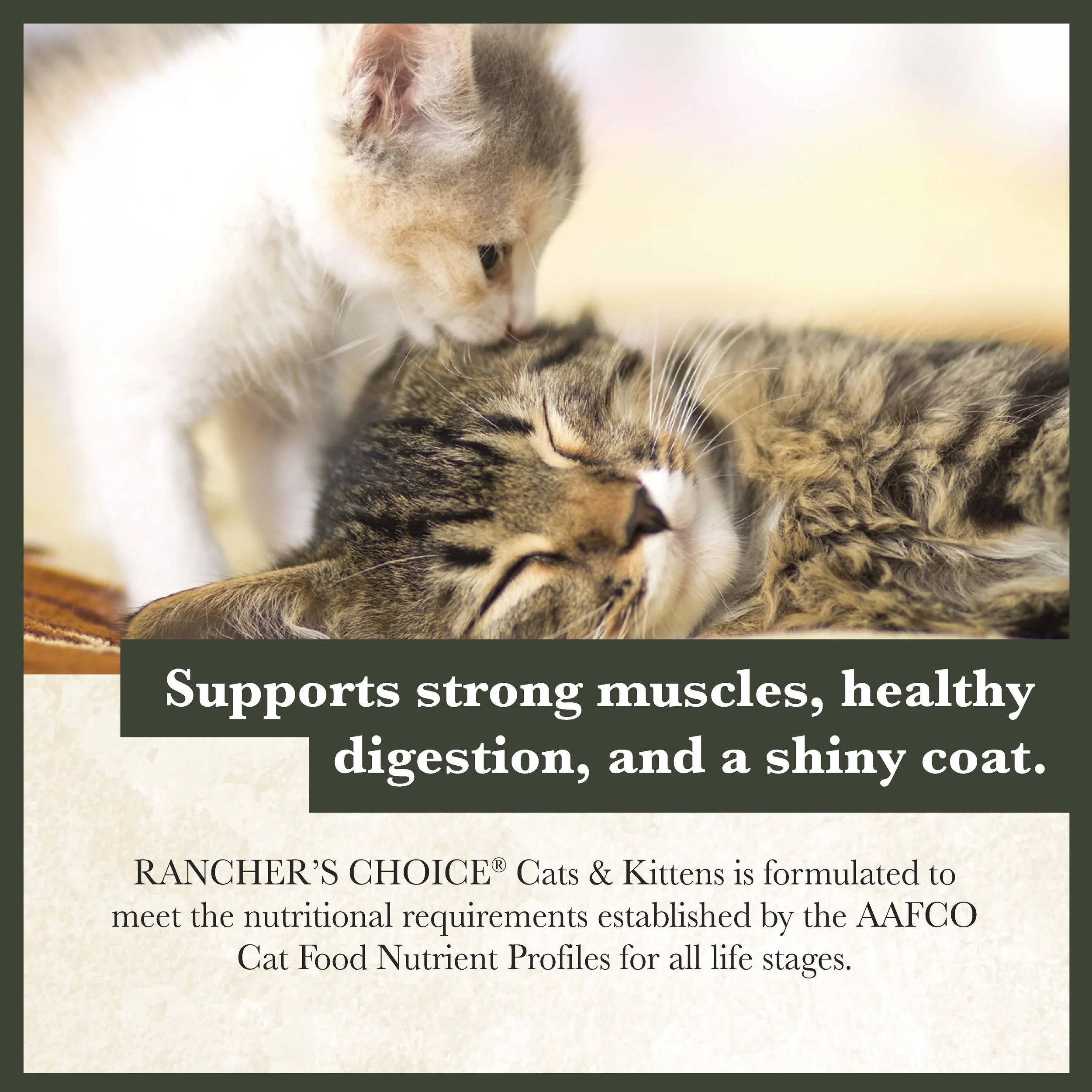 RC Cat and Kitten Food-03.jpg