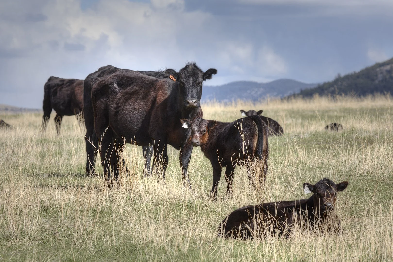 cattle and calf in pasture