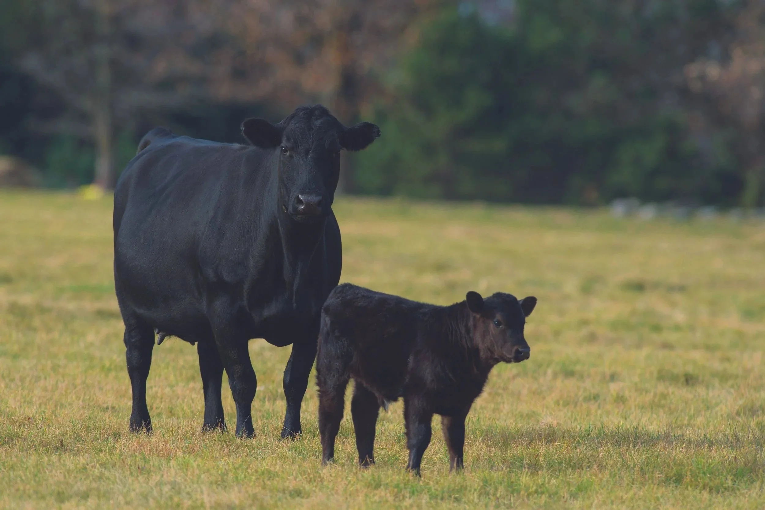 Black Angus Cow and Calf