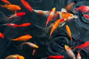 Fish in a pond