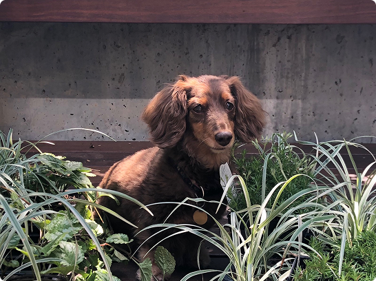 A brown and black long-haired dog sitting among green plants in front of a concrete wall.