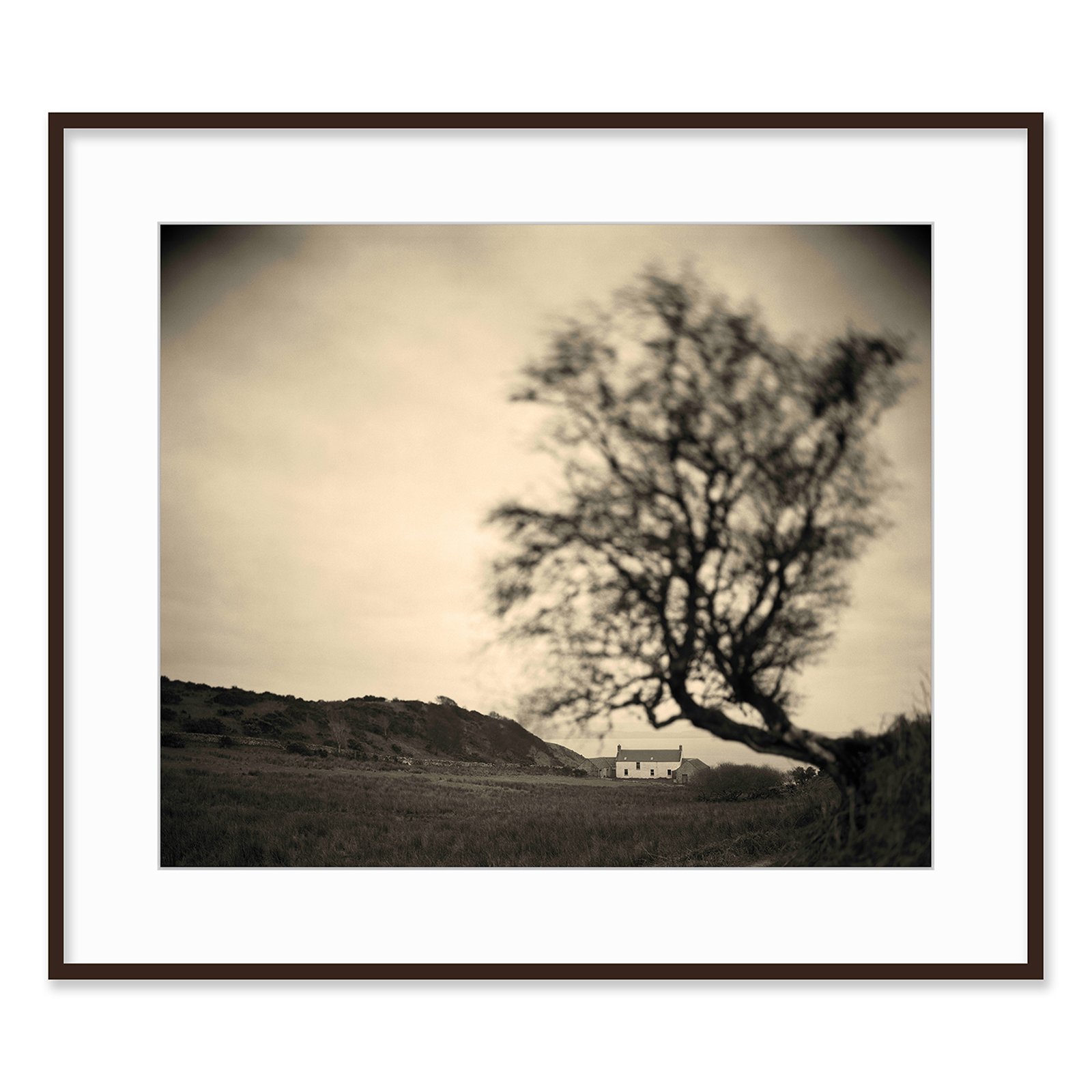 barnhill_tree_framed copy.jpg