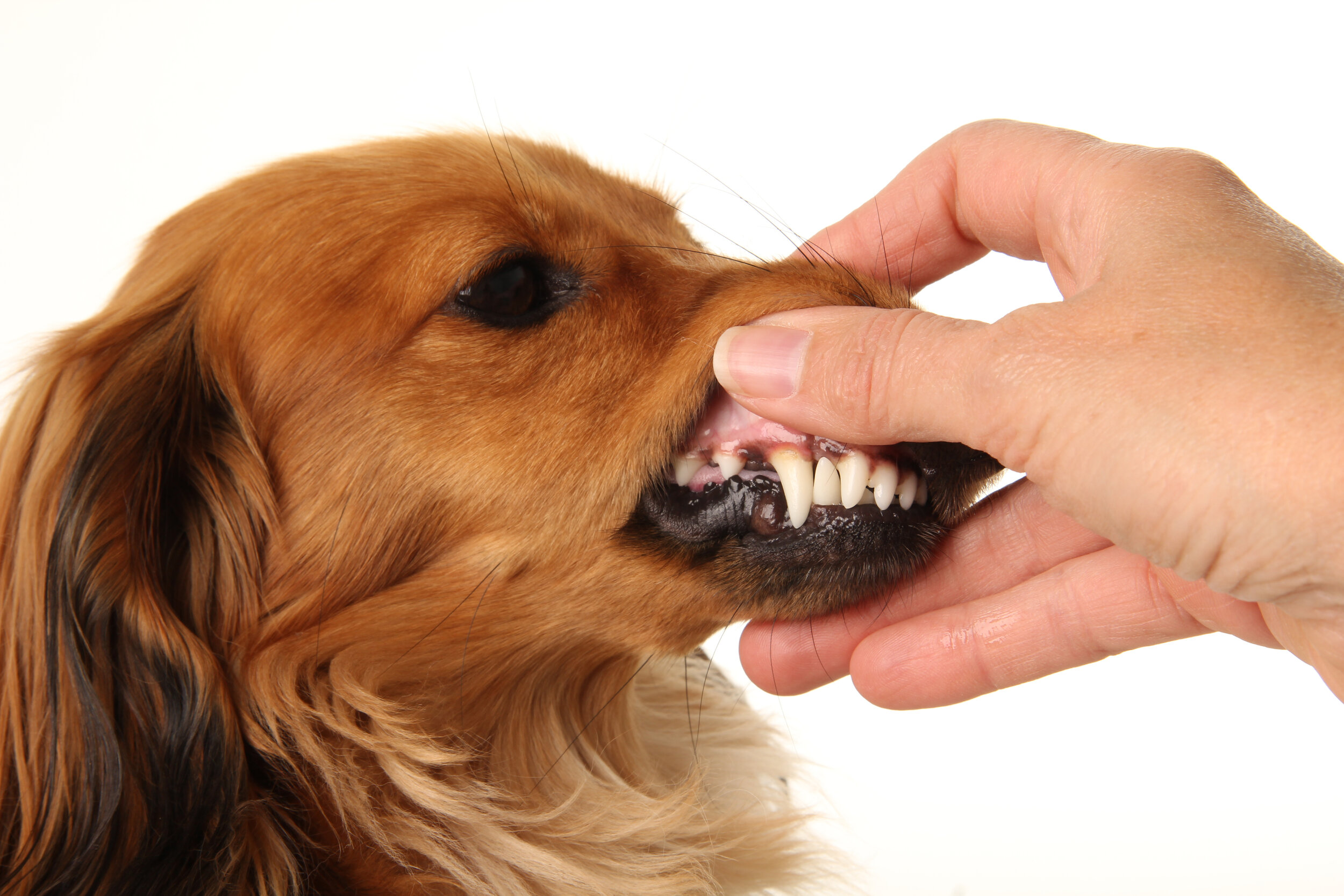 Canine Dehydration - Indications and — Dog