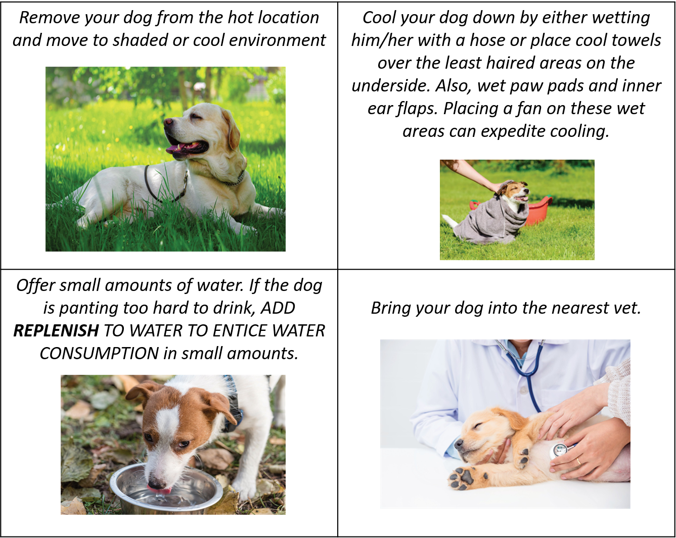 Canine Heat Stroke — Replenish Dog