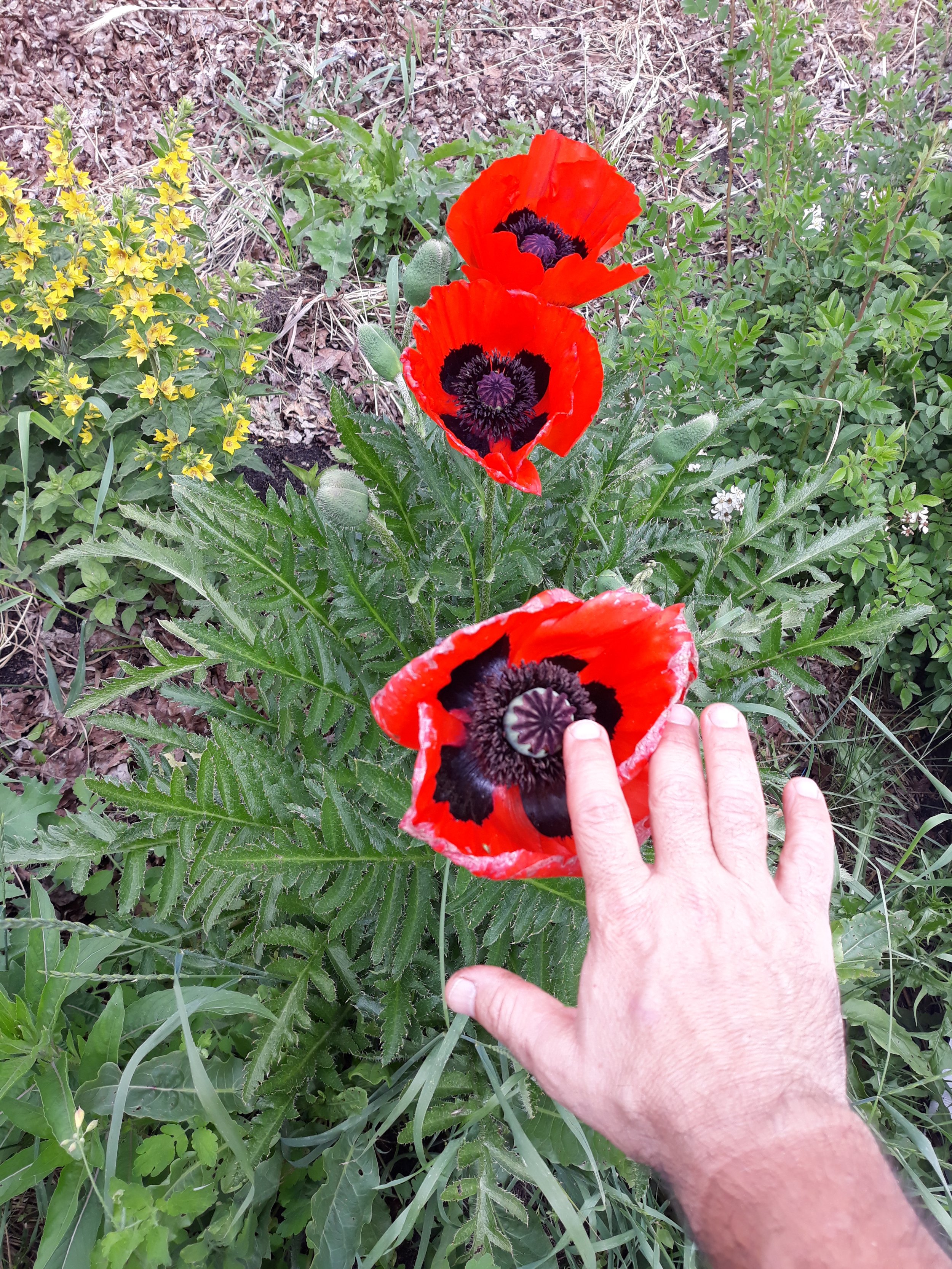 Orientalischer Mohn.jpg