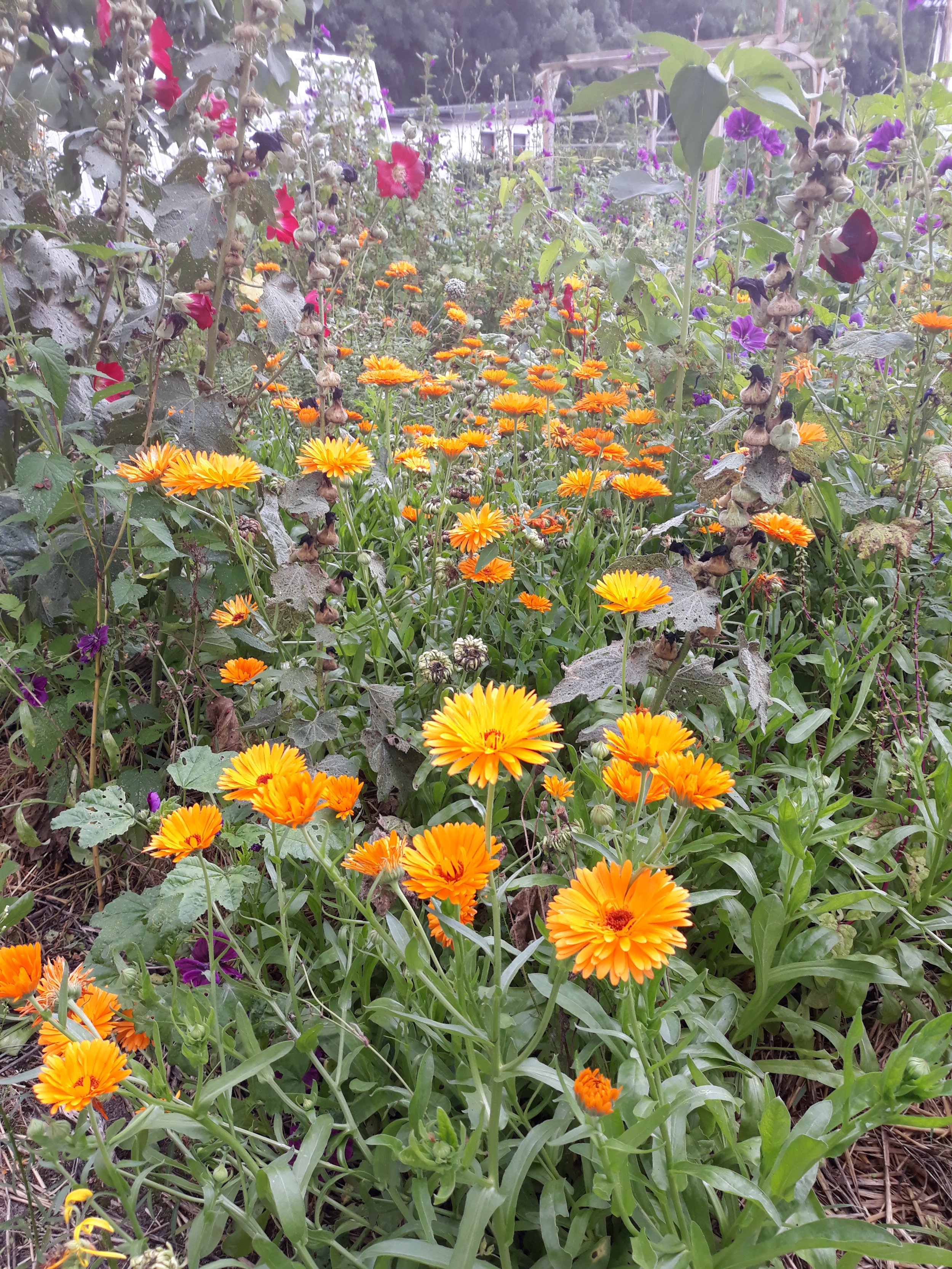 Calendula officinalis 'Erfurter Orangefarbige' - Ringelblume, marigold