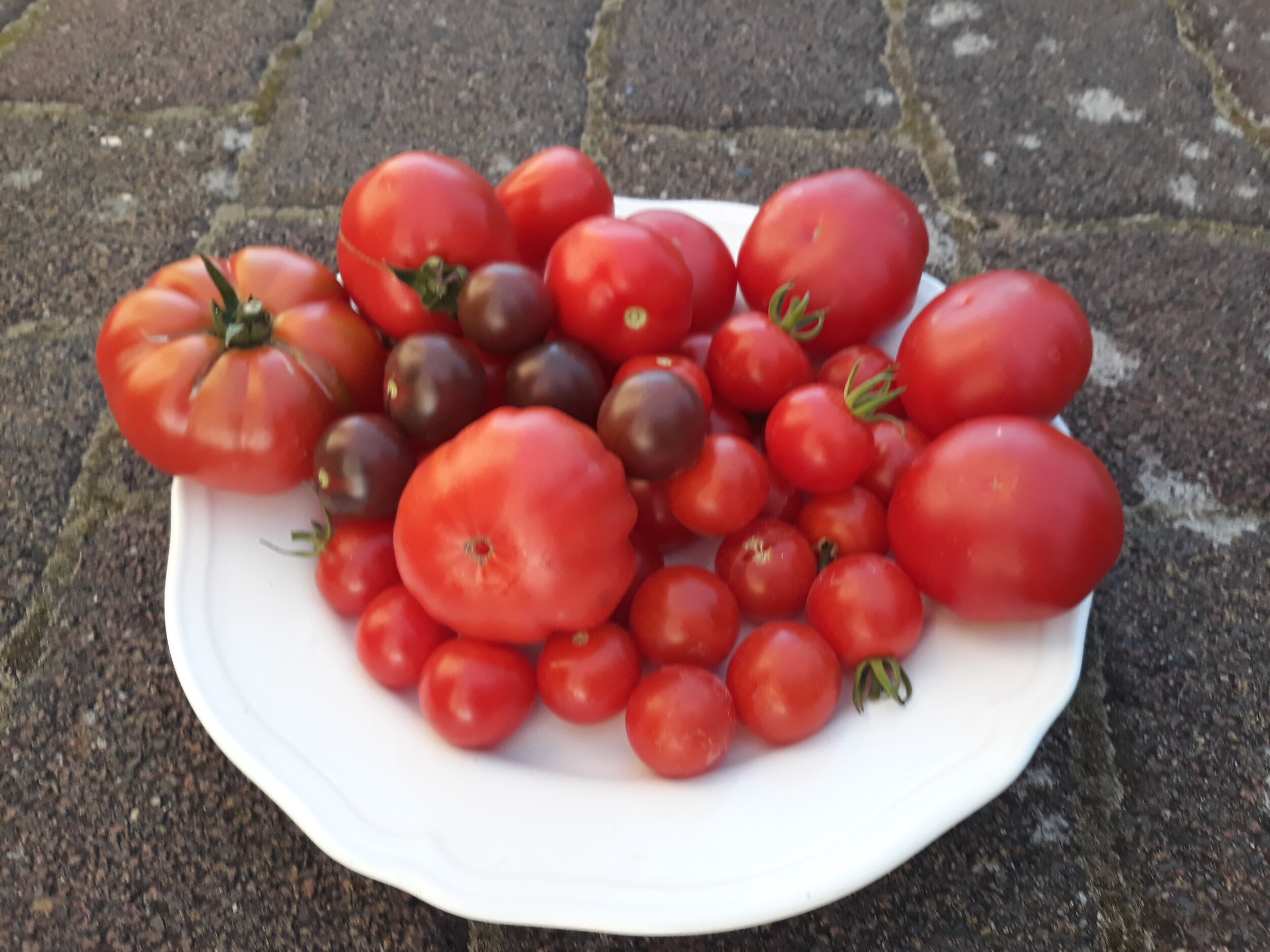 Tomaten 5.jpg