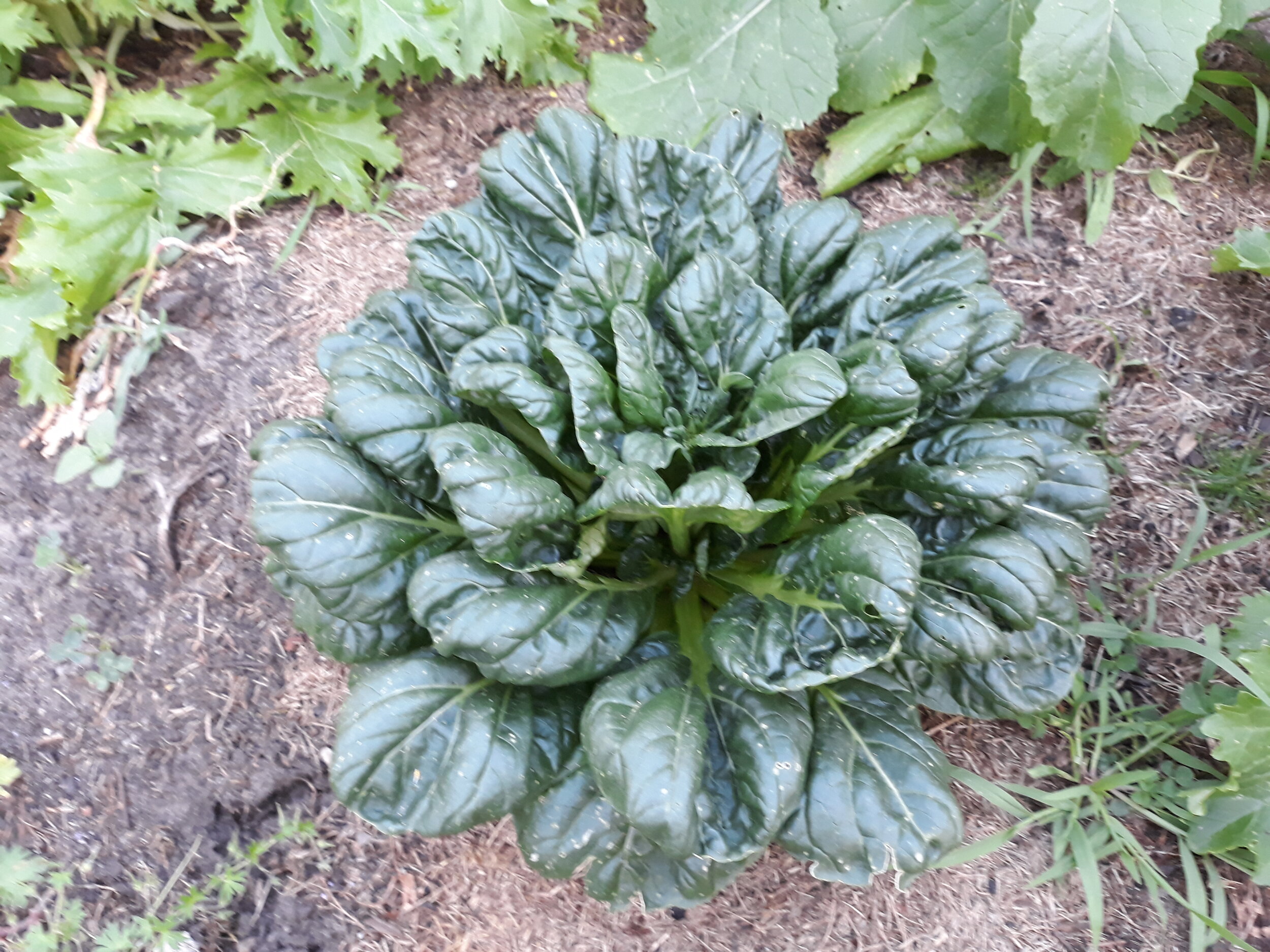 Salat 9.jpg