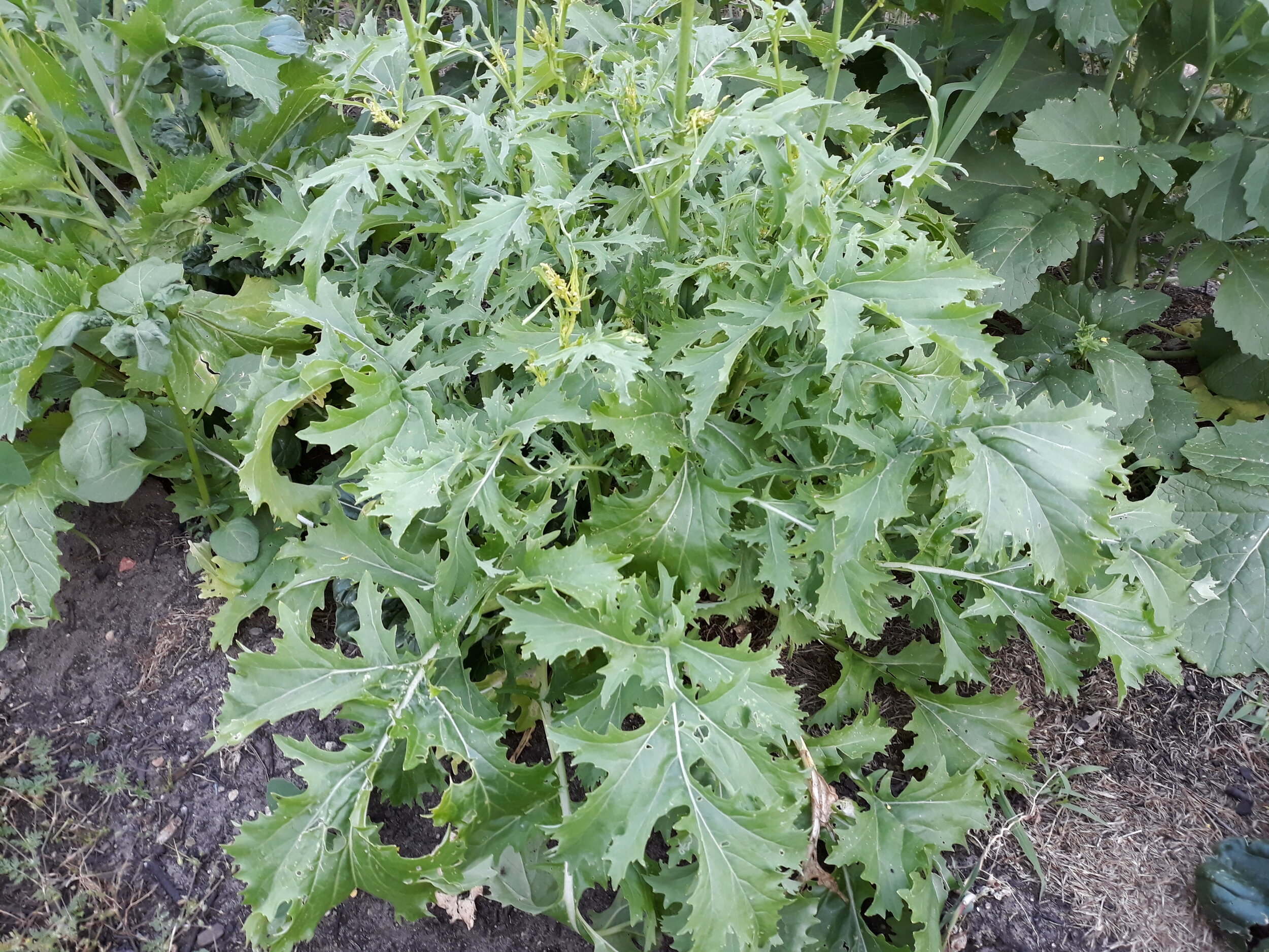 Salat 8.jpg