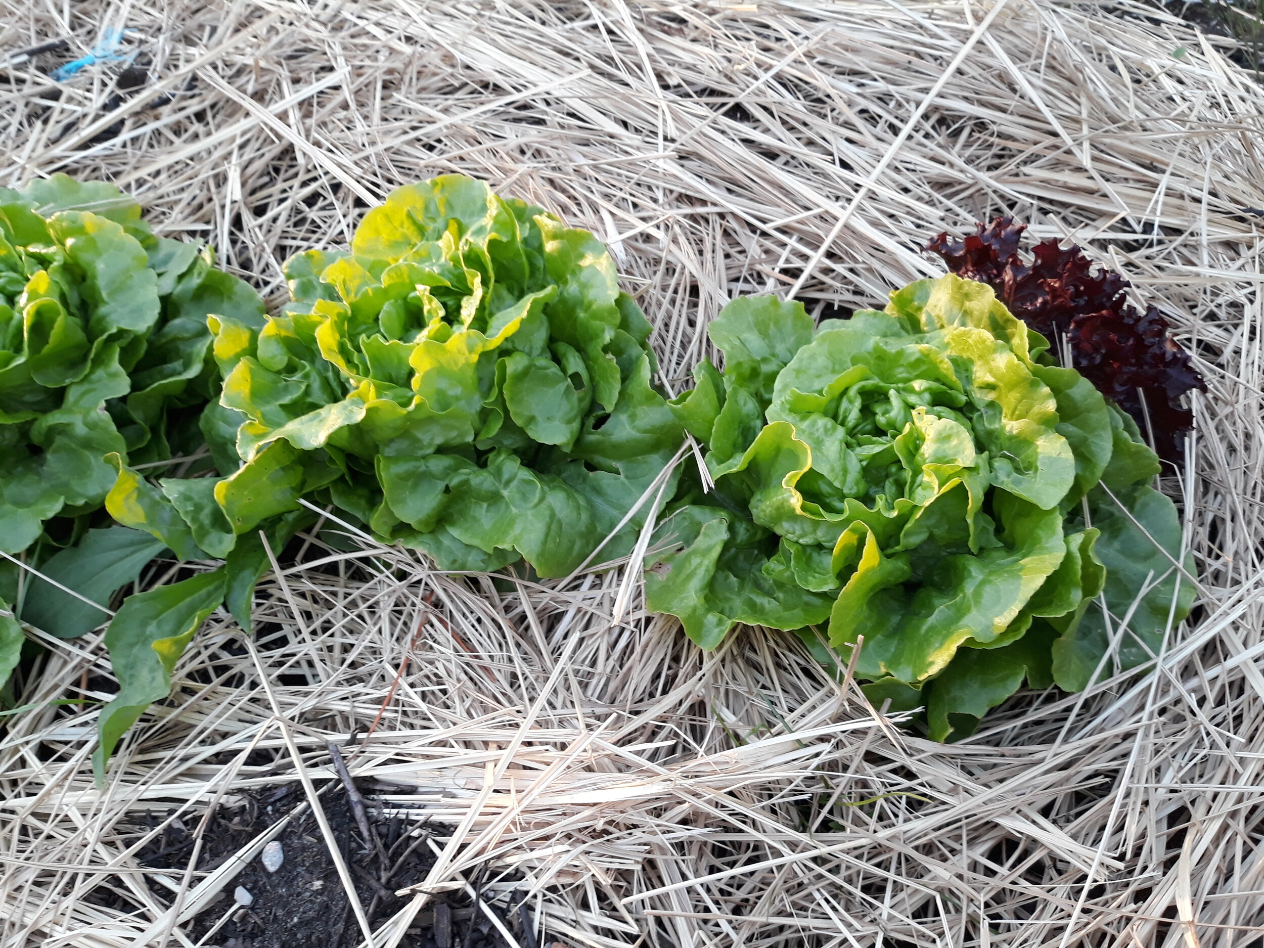 Salat 6.jpg
