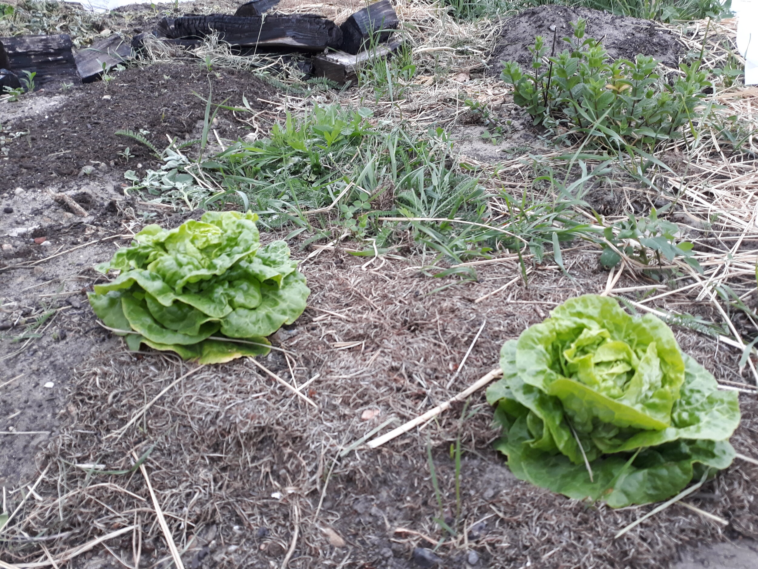 Salat 2.jpg