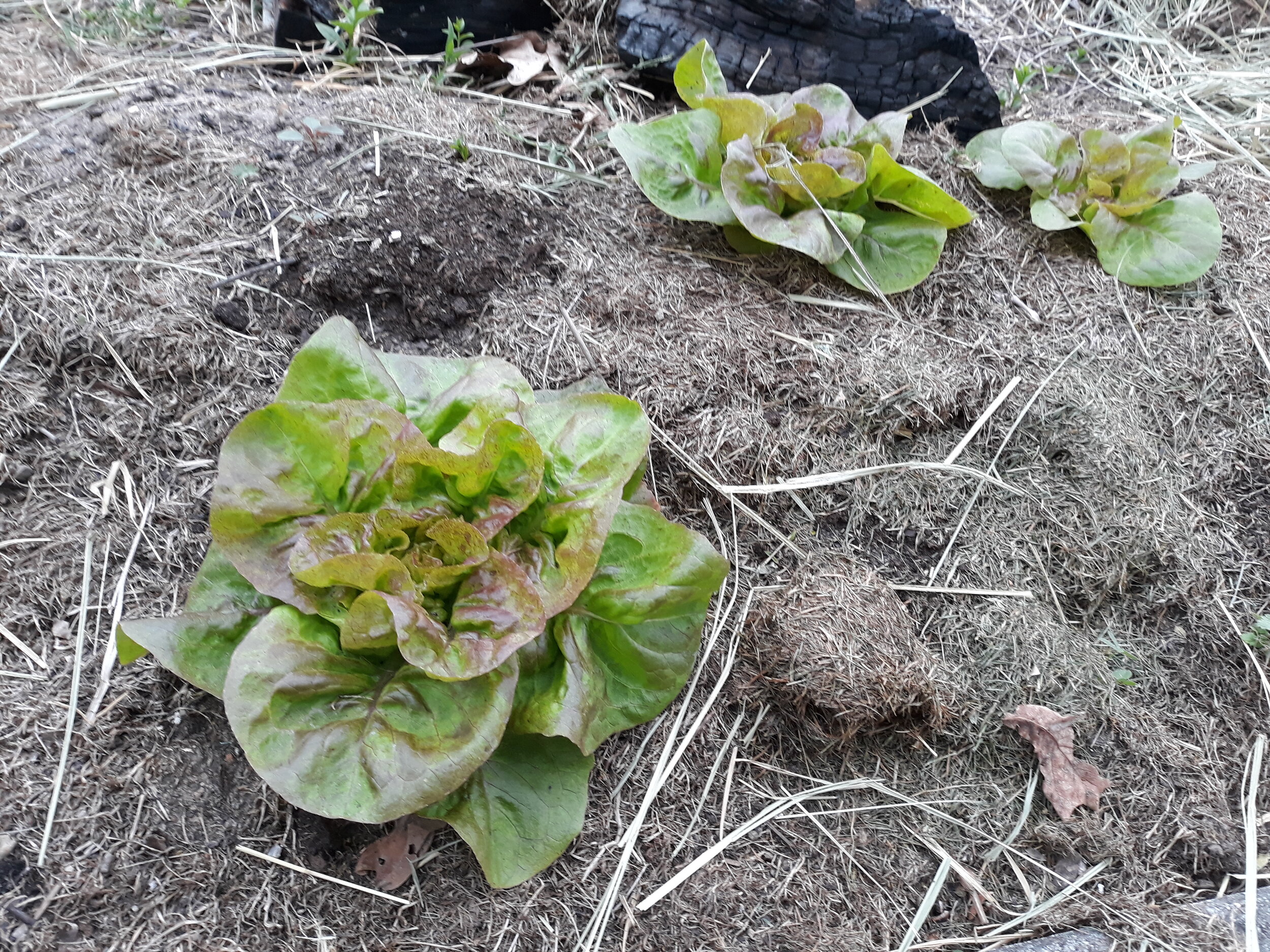 Salat 3.jpg