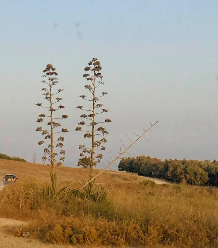 זוגיות (אגבות) גבעת המורה 1.jpg