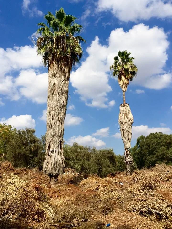 זוגיות וגזם, מרחביה 2016-10-23.jpg