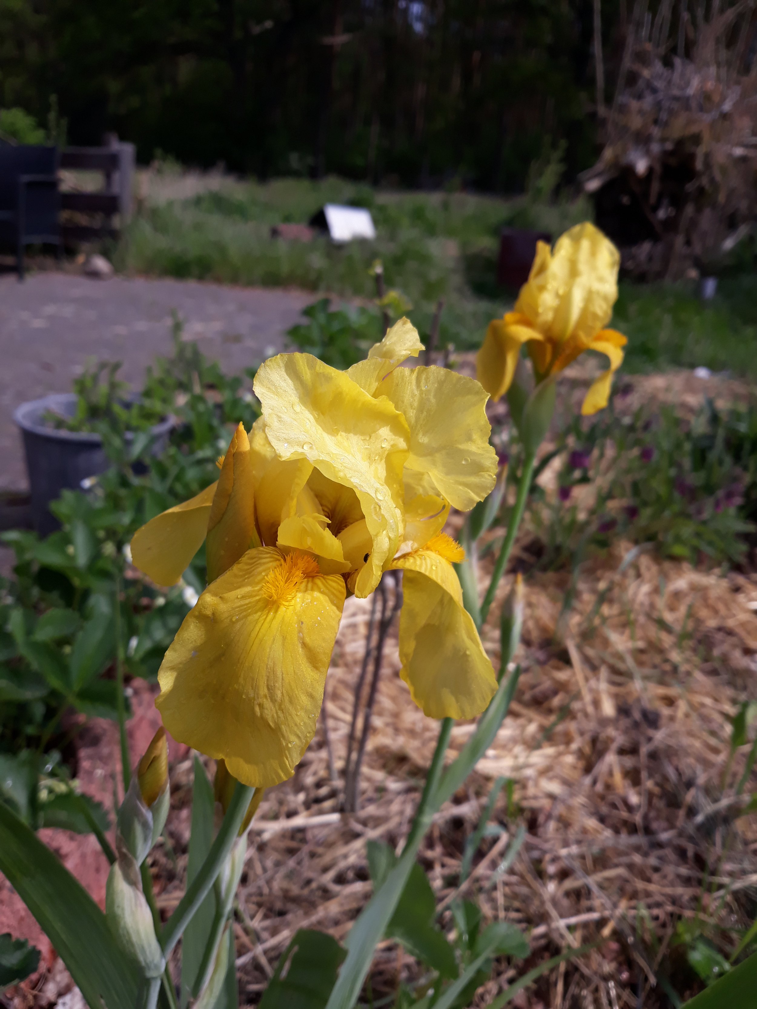 Iris gelb 2023-5-19.jpg